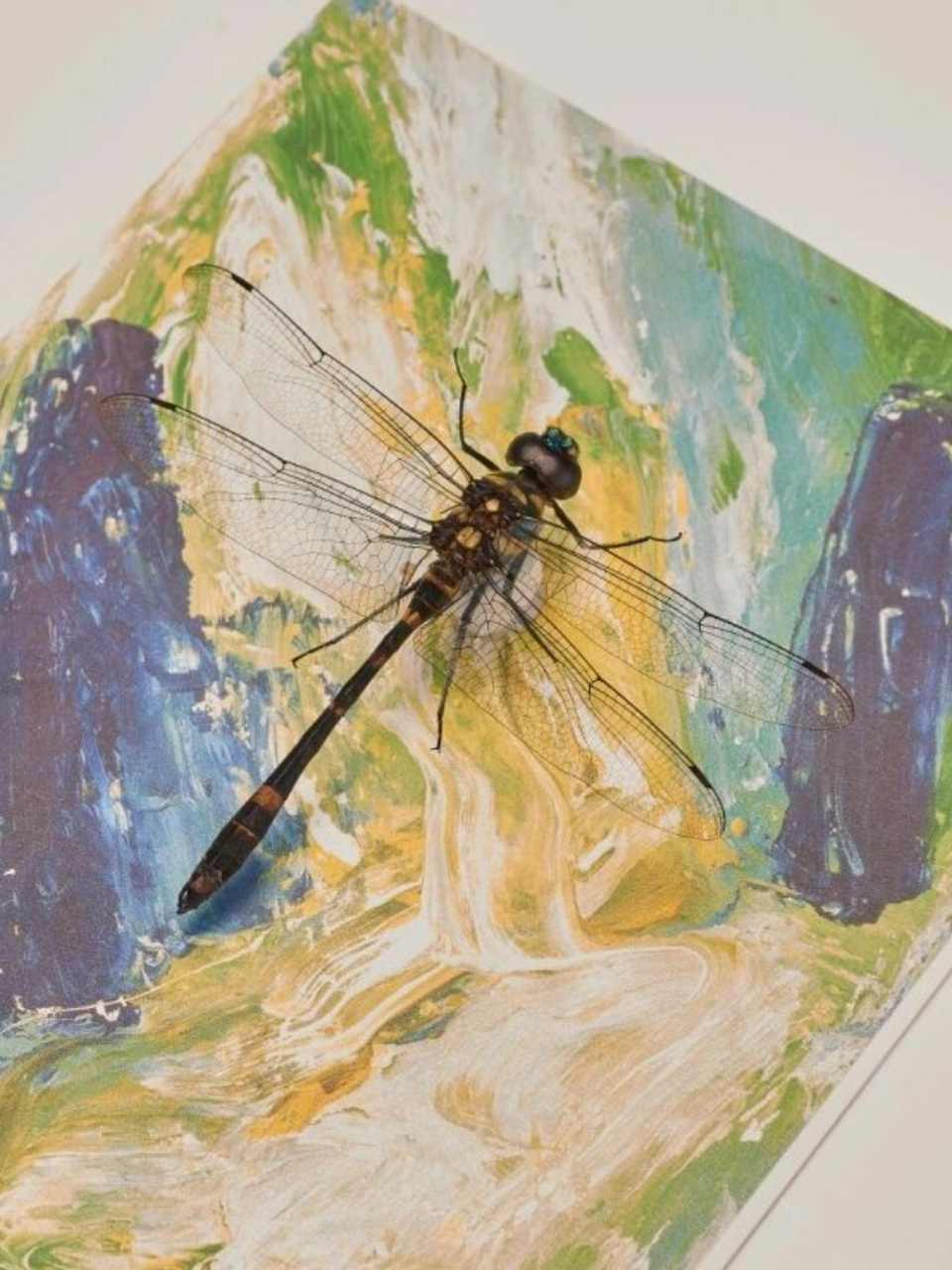 金属蓝滑翔机——闪蓝丽大伪蜻  闪蓝丽大伪蜻,以其独特的金属蓝色