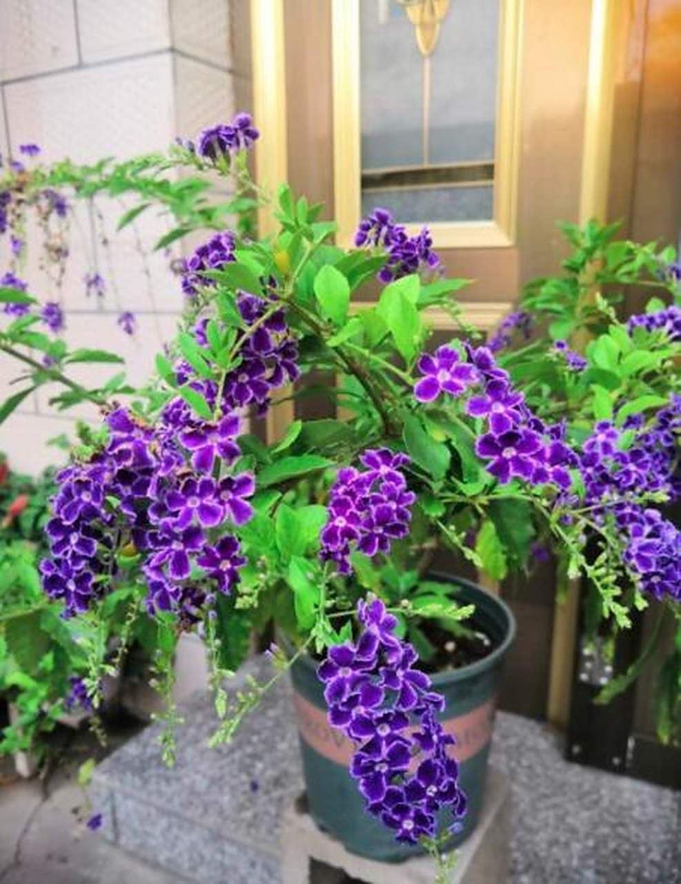 蕾丝金露花开花的时候花瓣有蕾丝边,蓝颜色,开花的时候有一股巧克力的