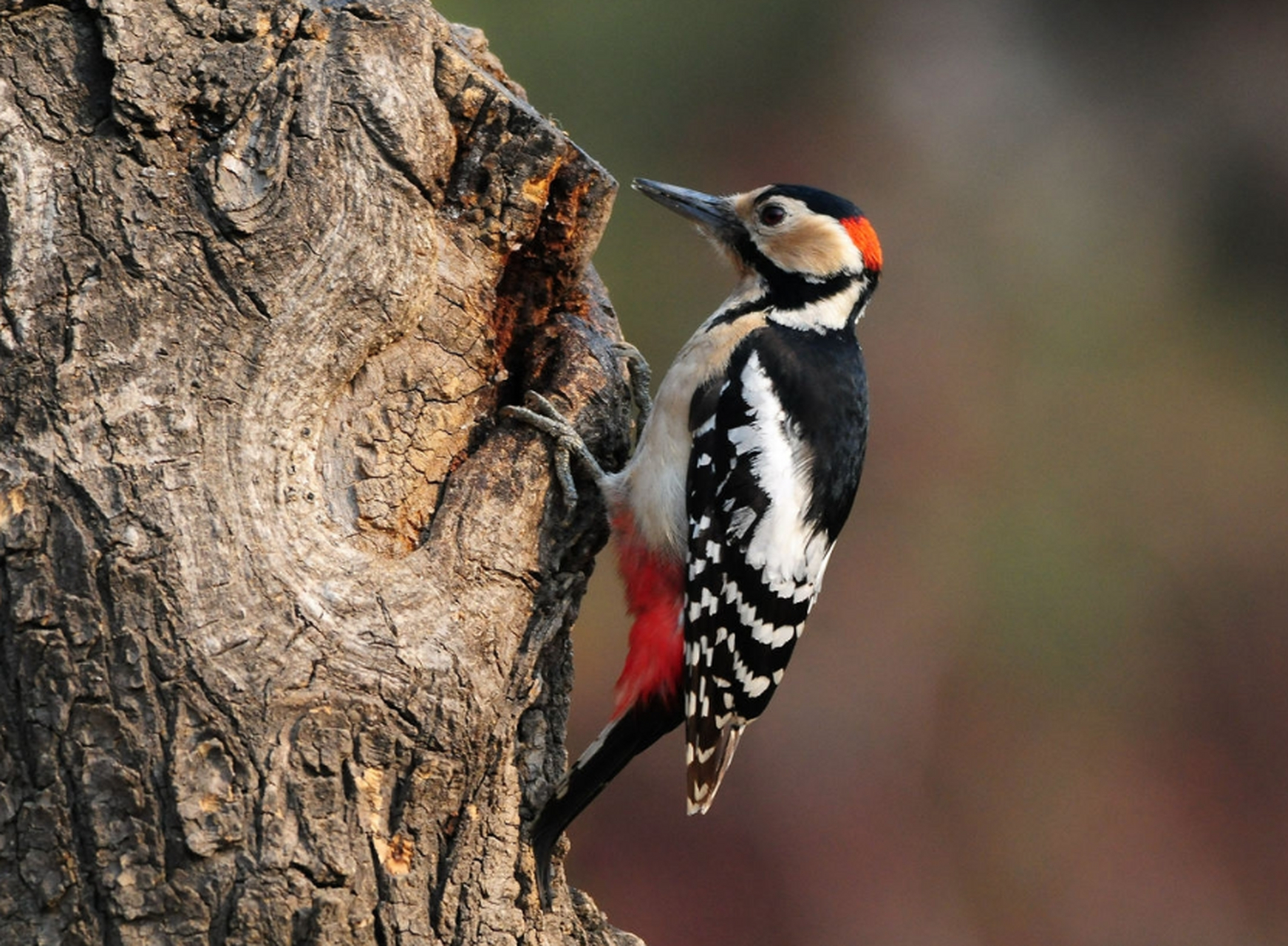 啄木鸟整天敲击树干为什么不会得脑震荡?