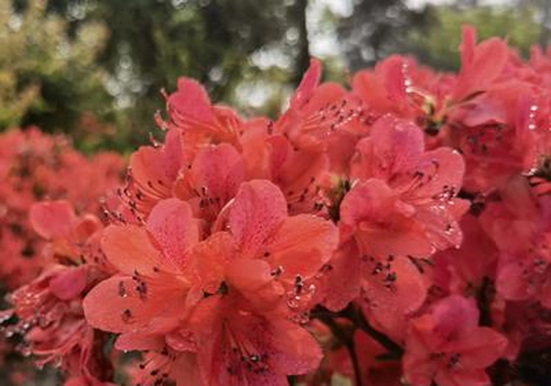 美丽福州30  闽侯最佳赏花地马岚山,漫山杜鹃已红透半边天啦!