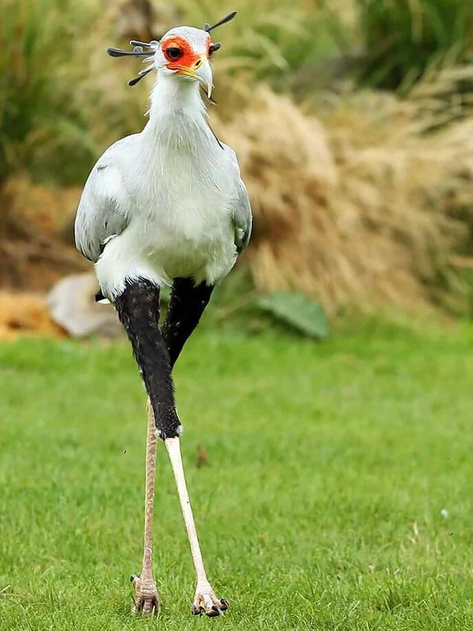 眼镜蛇克星,她吃蛇就像吃香肠  蛇鹫:非洲草原上的神秘猎手  蛇鹫