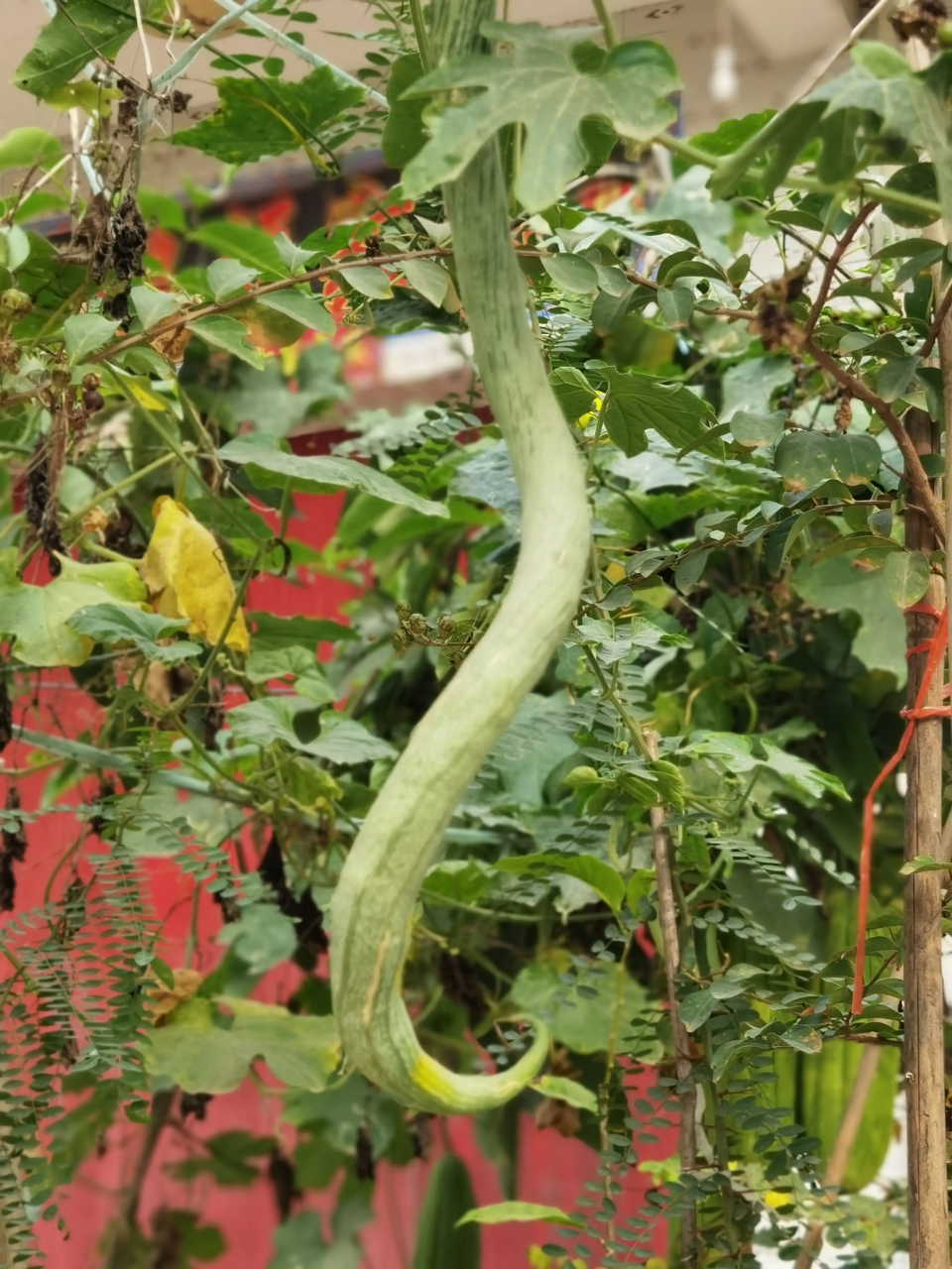 它就是蛇瓜(有的地方叫蛇豆),其果实供蔬食,并可消渴,治黄疸;根和种子