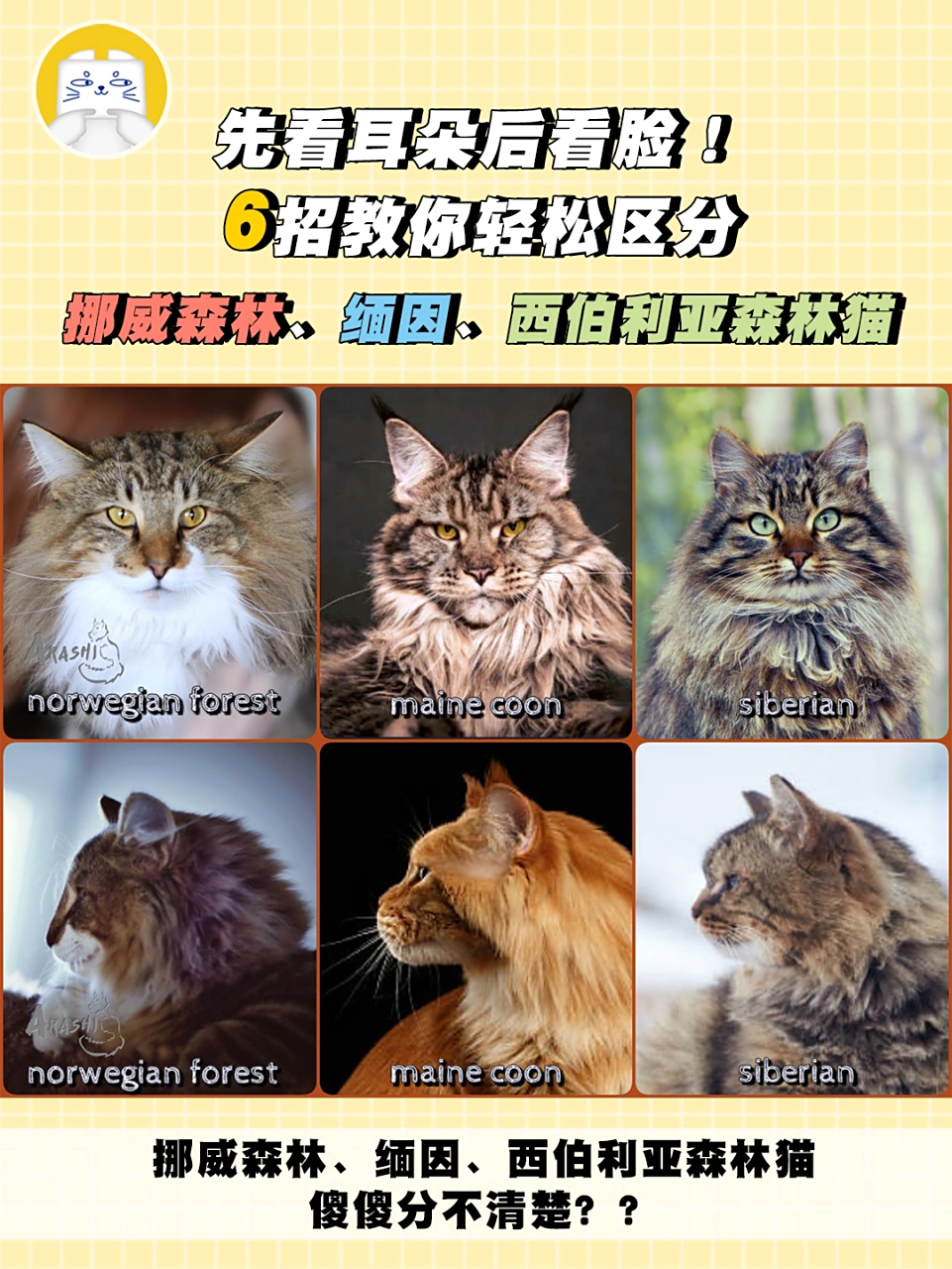 有人说分不清挪威森林,缅因和西伯利亚森林猫,其实它们区别还挺大的
