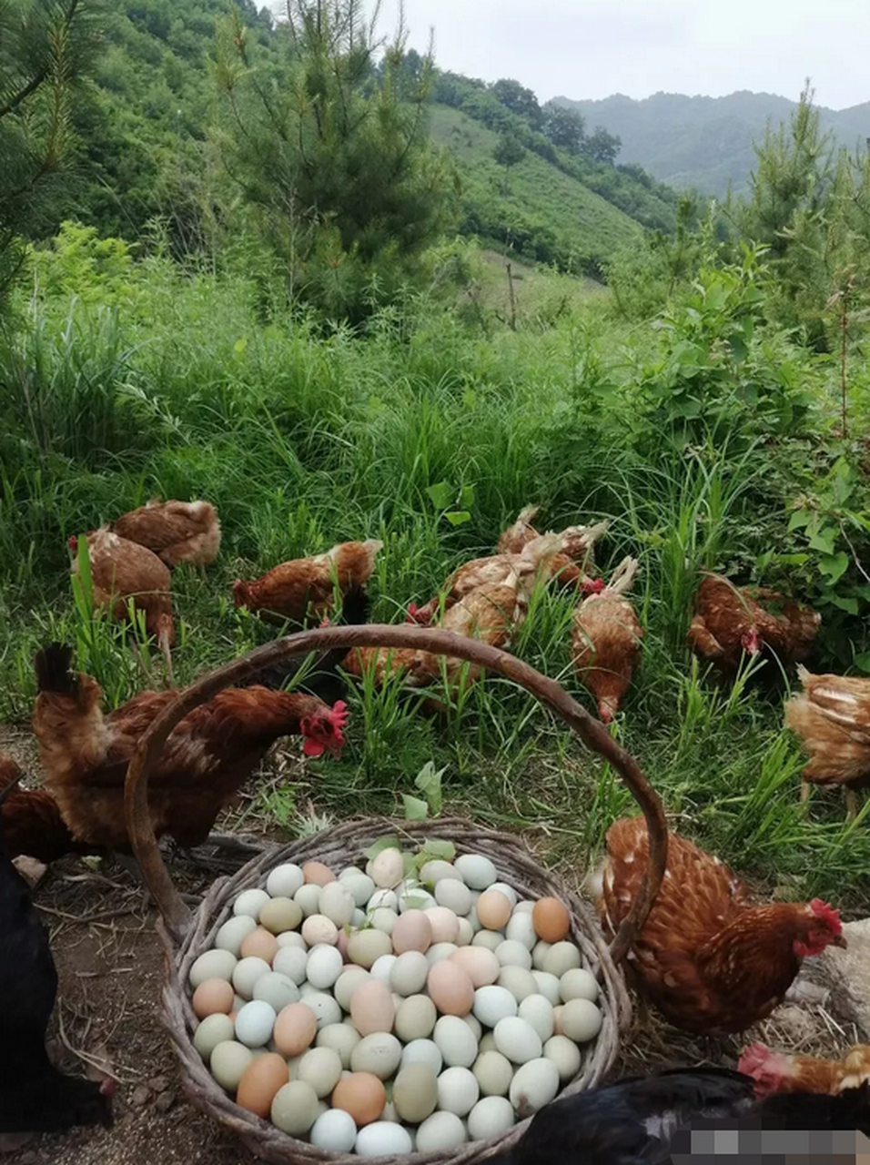 烟台溜达鸡图片