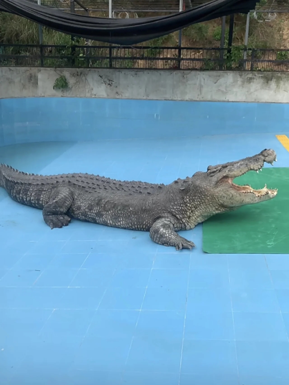 请大家救救小河鳄鱼 性命危在旦夕  小河加温得到回应,请大家继续呼吁