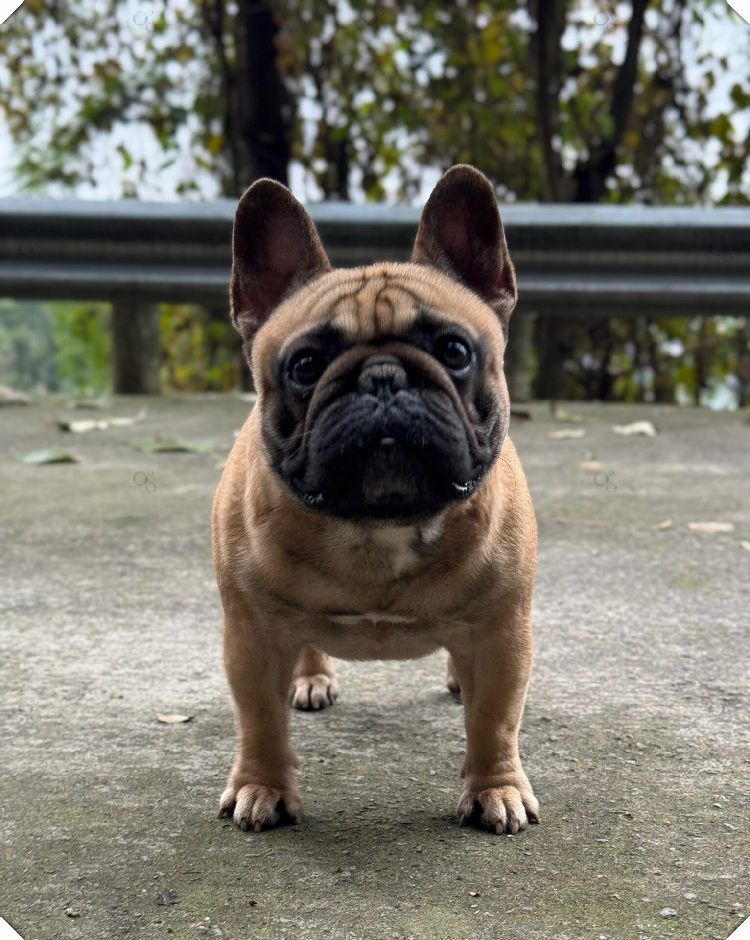 可爱的它带着法斗的日常,走进了我们的视线.