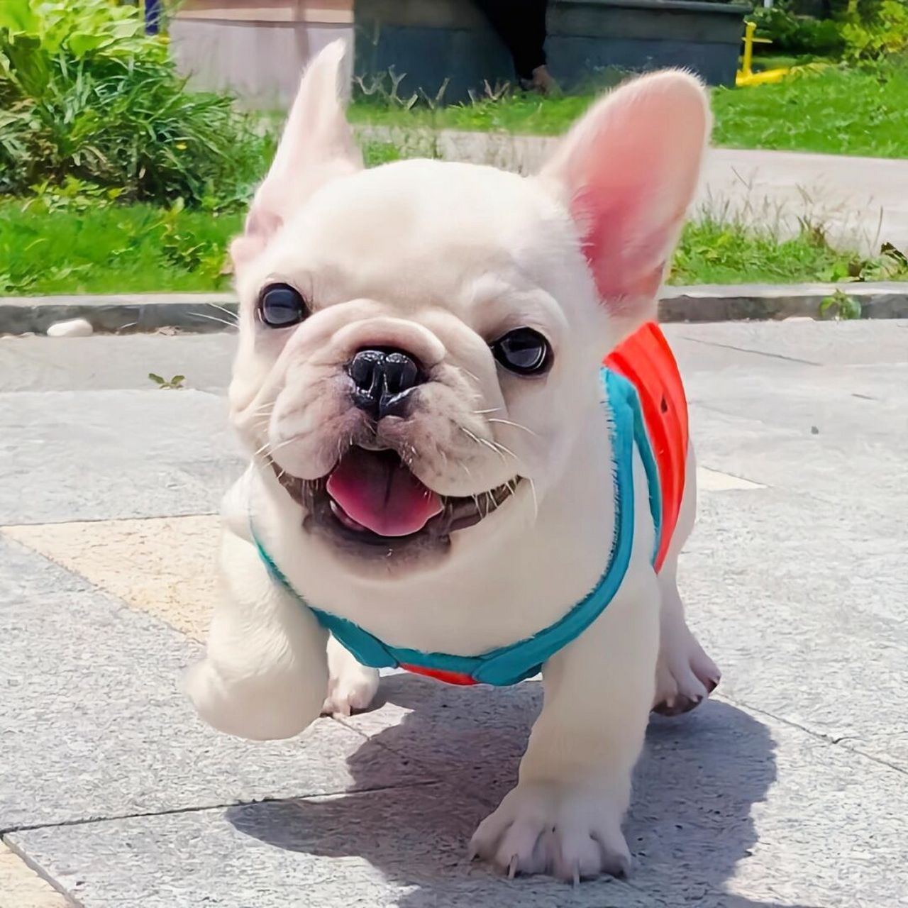 每天认识一种狗狗|斗牛犬 中文名:斗牛犬 别名:老虎狗,牛头犬,英国