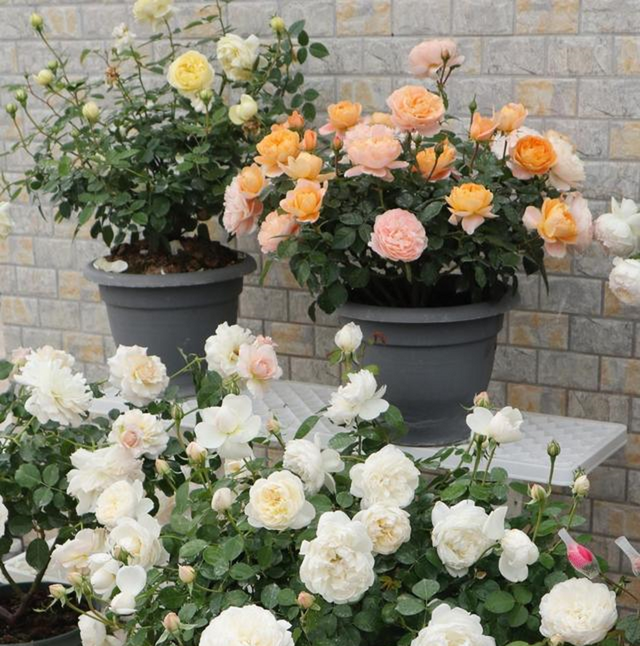 这种月季花名叫"格拉米斯城堡"(glamis castle),知名育种家奥斯汀培育