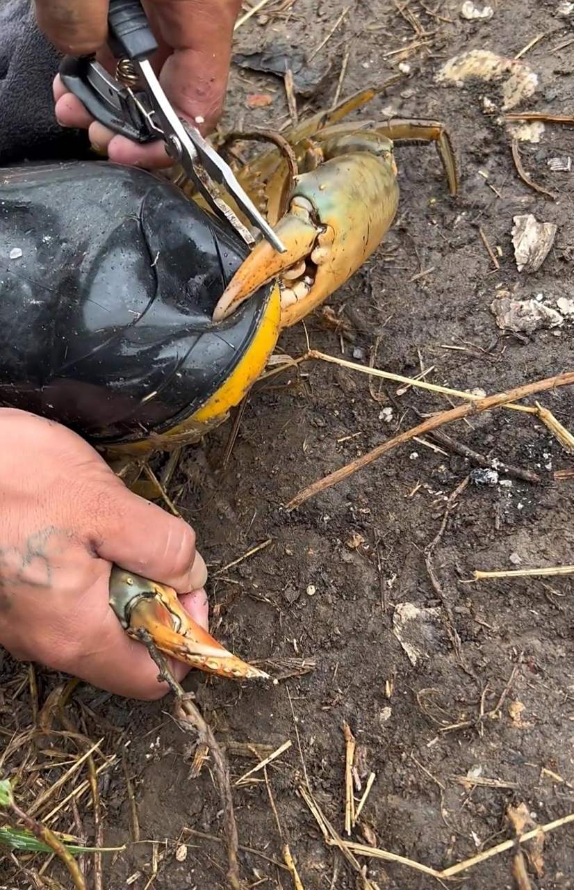 这螃蟹的夹子好厉害呀,幸亏夹的是胶鞋,要是夹到手指头岂不是要废了!