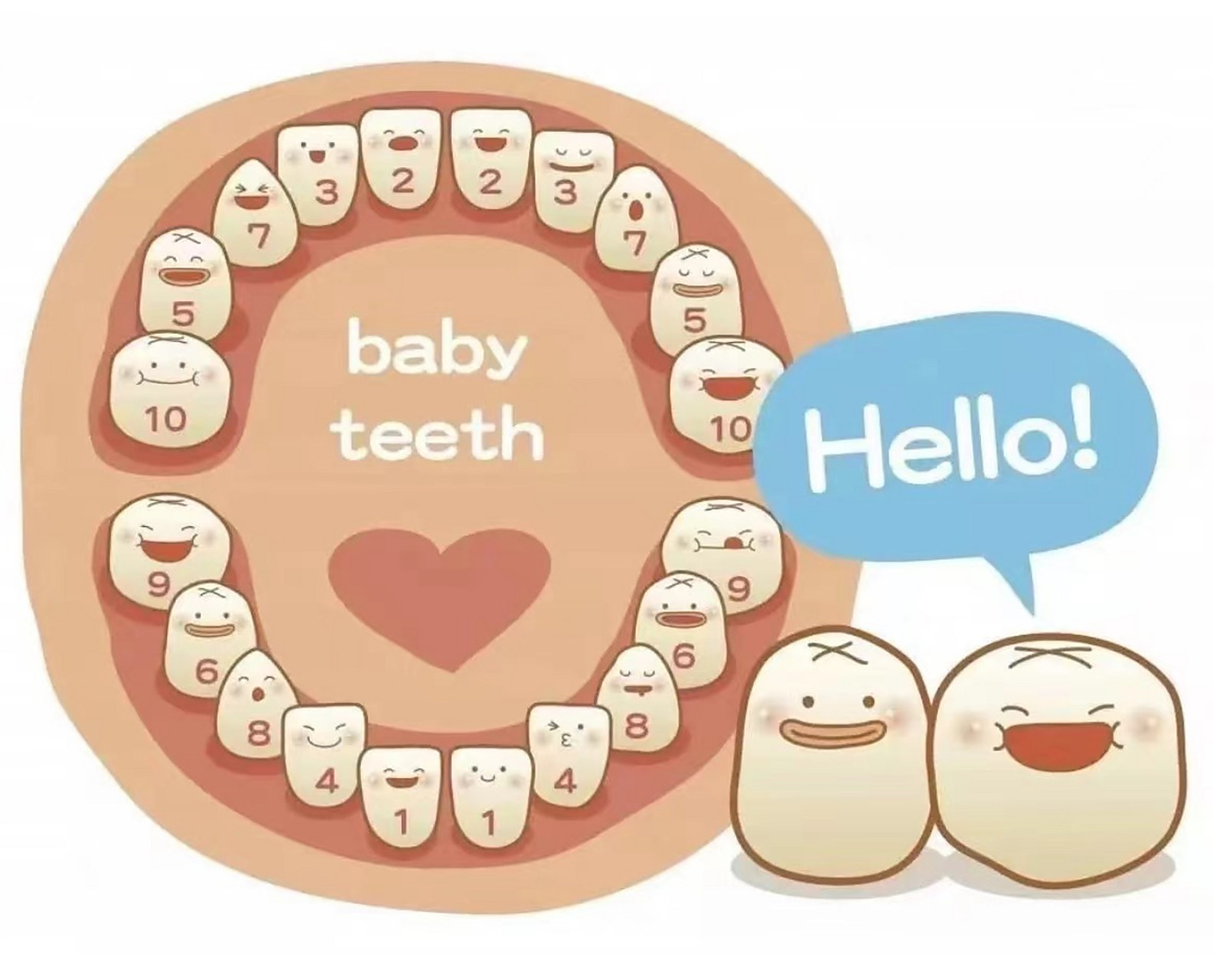 牙齿萌出过程 孩子出生后4~6个月开始萌出第一颗乳牙,通常是从下虻哪