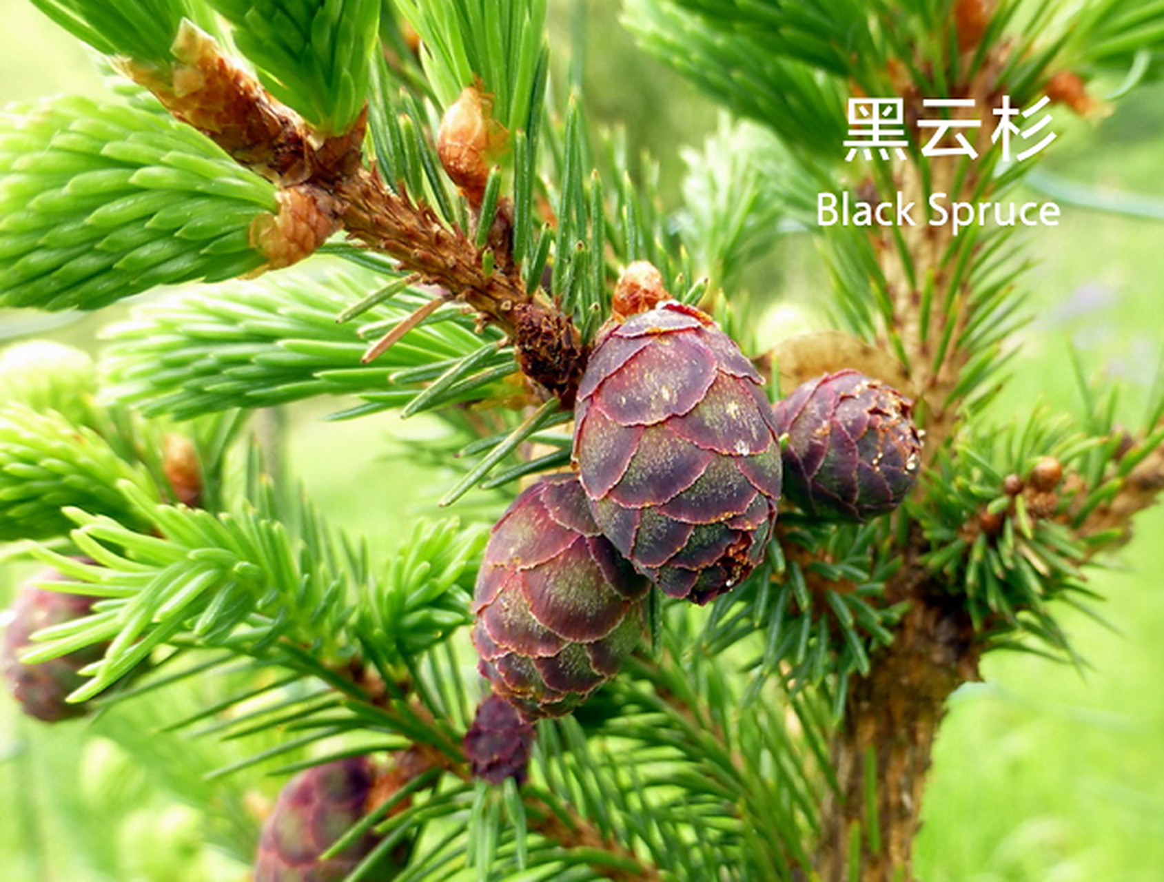 【黑云杉】#精油# 中富含乙酸龙脑酯,具有很好的祛痰,止咳效果,支持