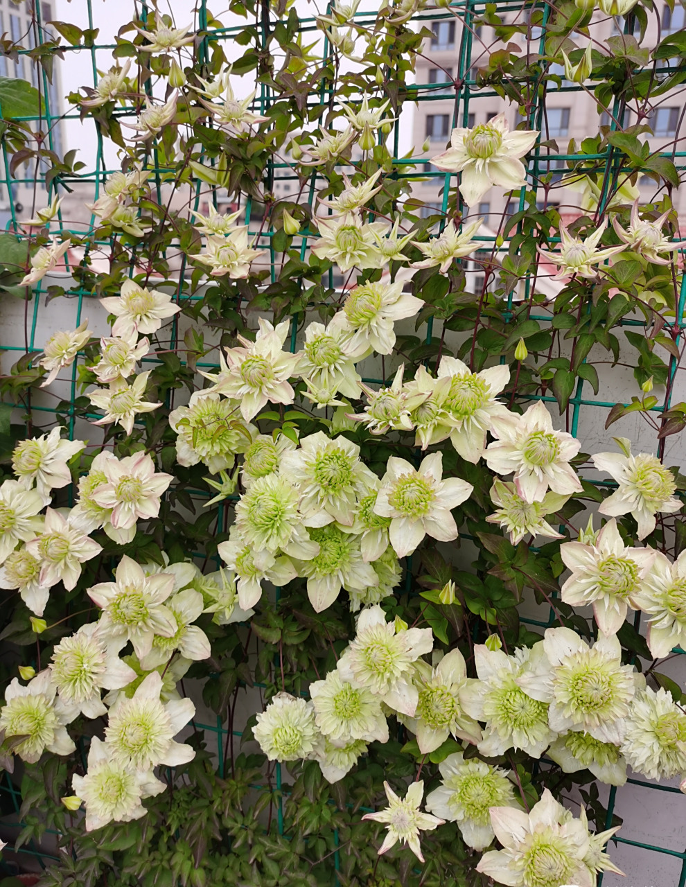 北阳台养铁线莲,就选"小绿",也叫绿玉,少有的耐阴品种,在半阴环境下也