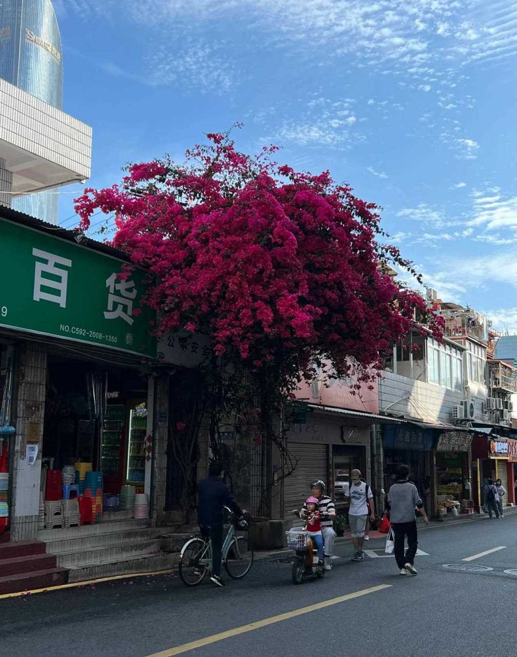 厦门市市花图片