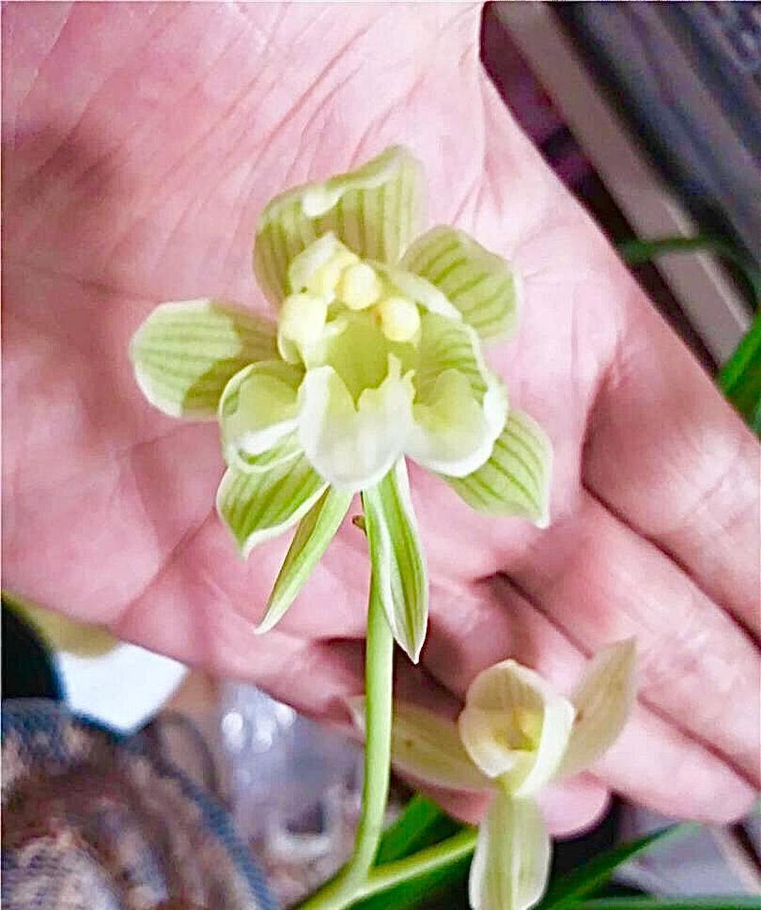 莲瓣兰如意素荷奇花,第一次见到这样的如意素荷开品,分享给大家,云南