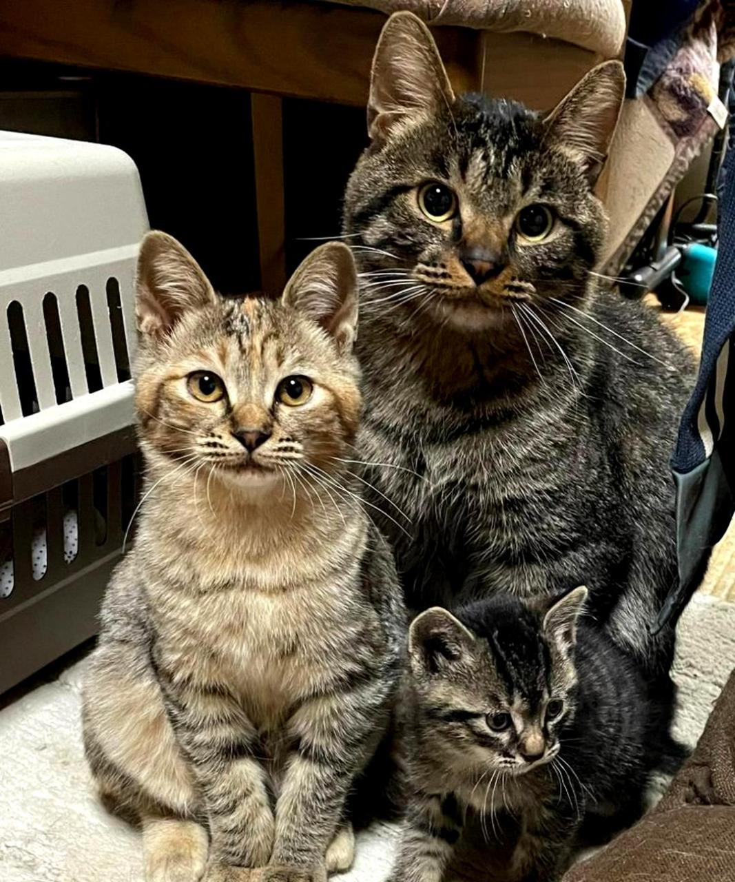 猫子和它的父母组成了一家三口.
