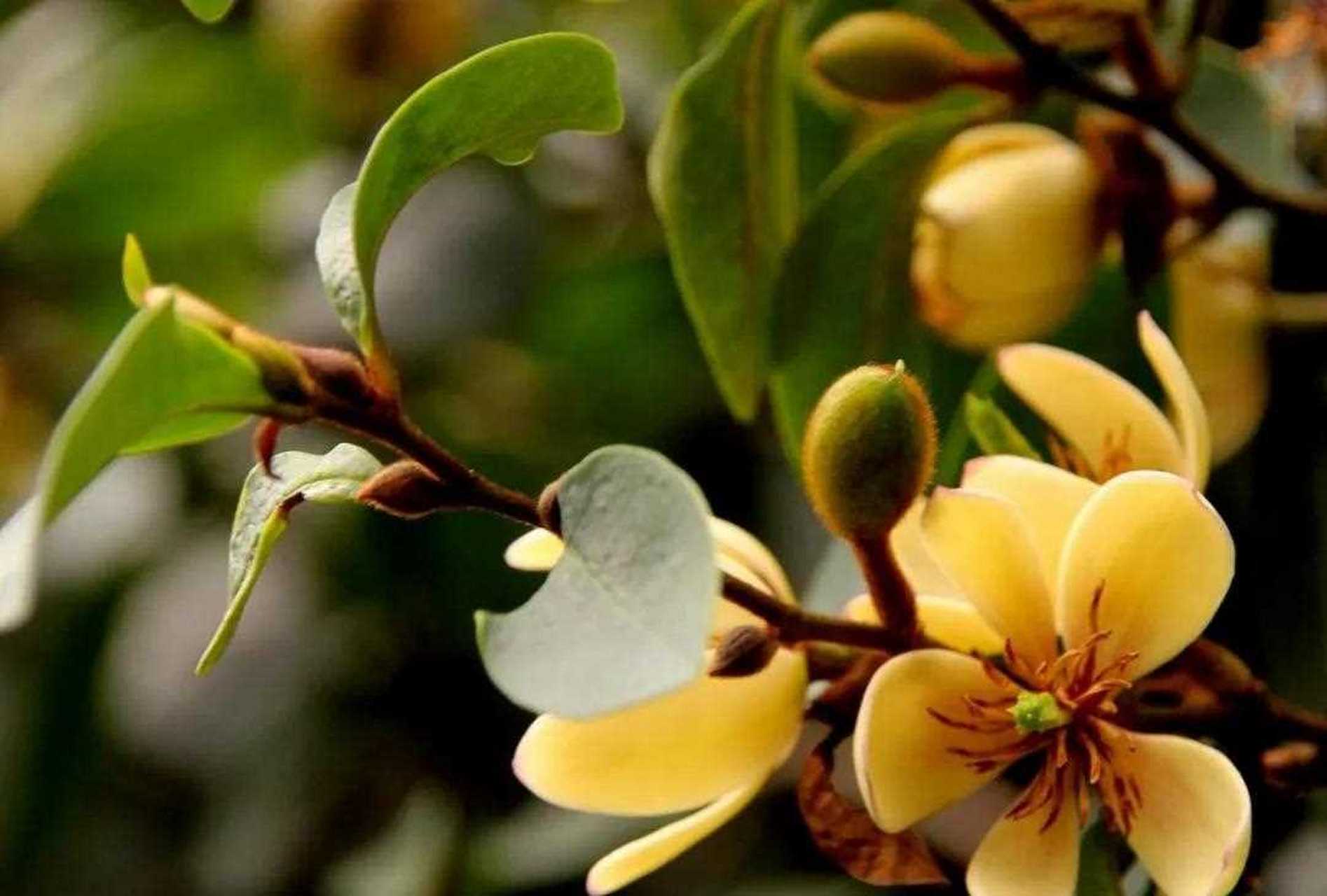 含笑又叫香蕉花,他属于木兰科含笑属,是一种常绿的灌木或者小乔木.