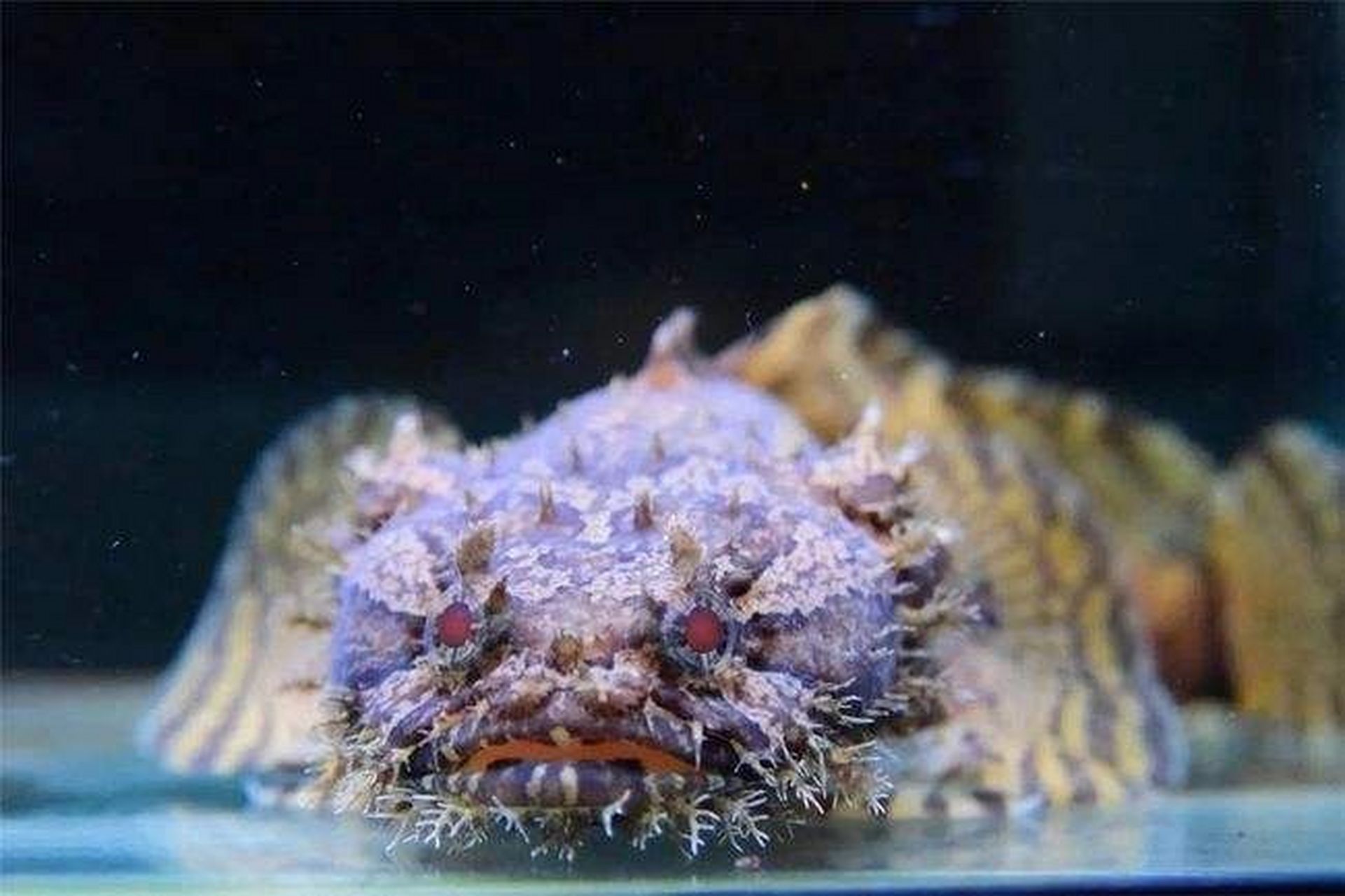 海洋生物-科苏美尔锦绣蟾鱼 为什么叫蟾鱼,因为会呱呱呱呀6015