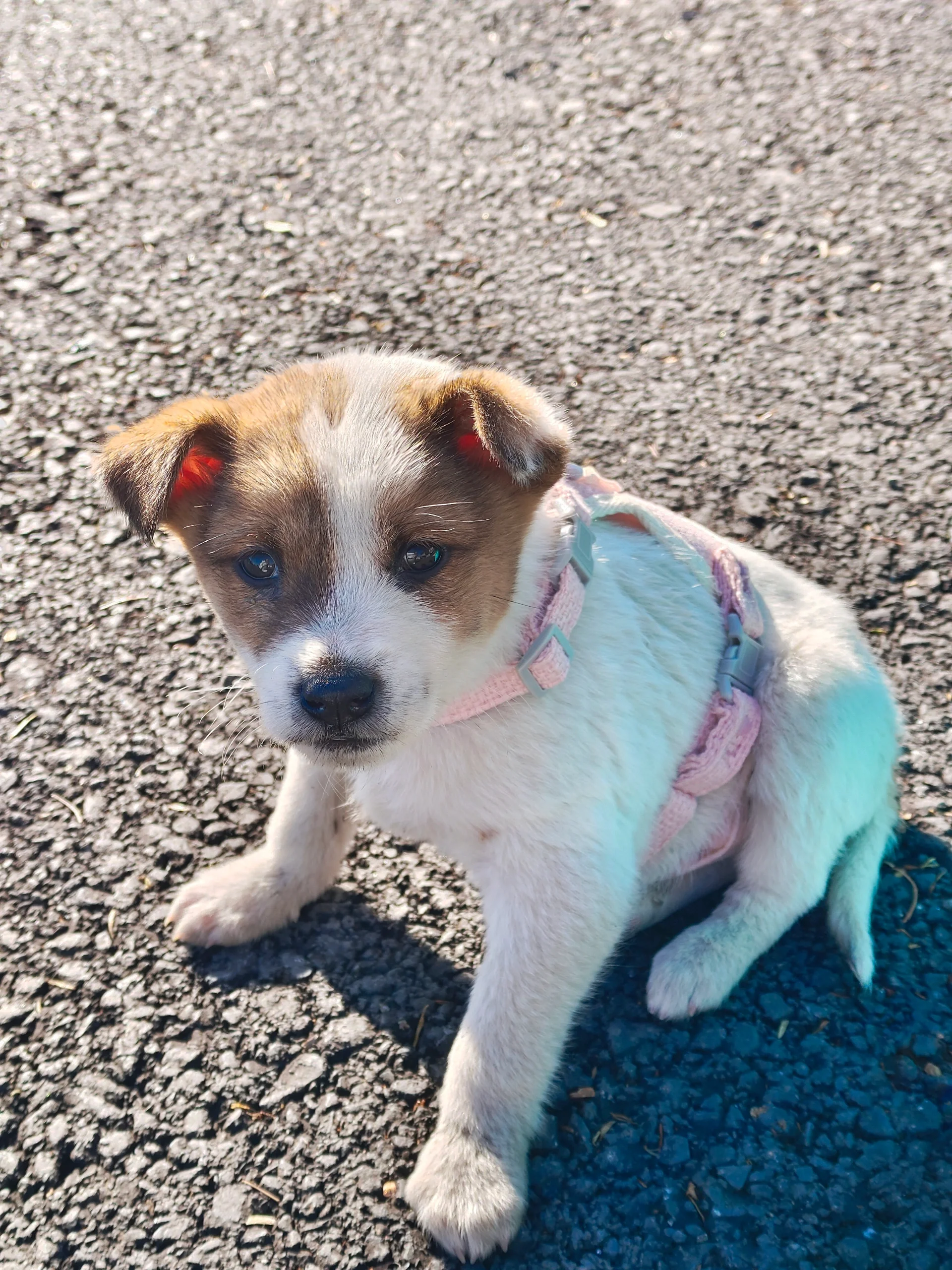 这一刻,我看到了一只可爱至极的小土狗,它展现出了非凡的魅力和温柔