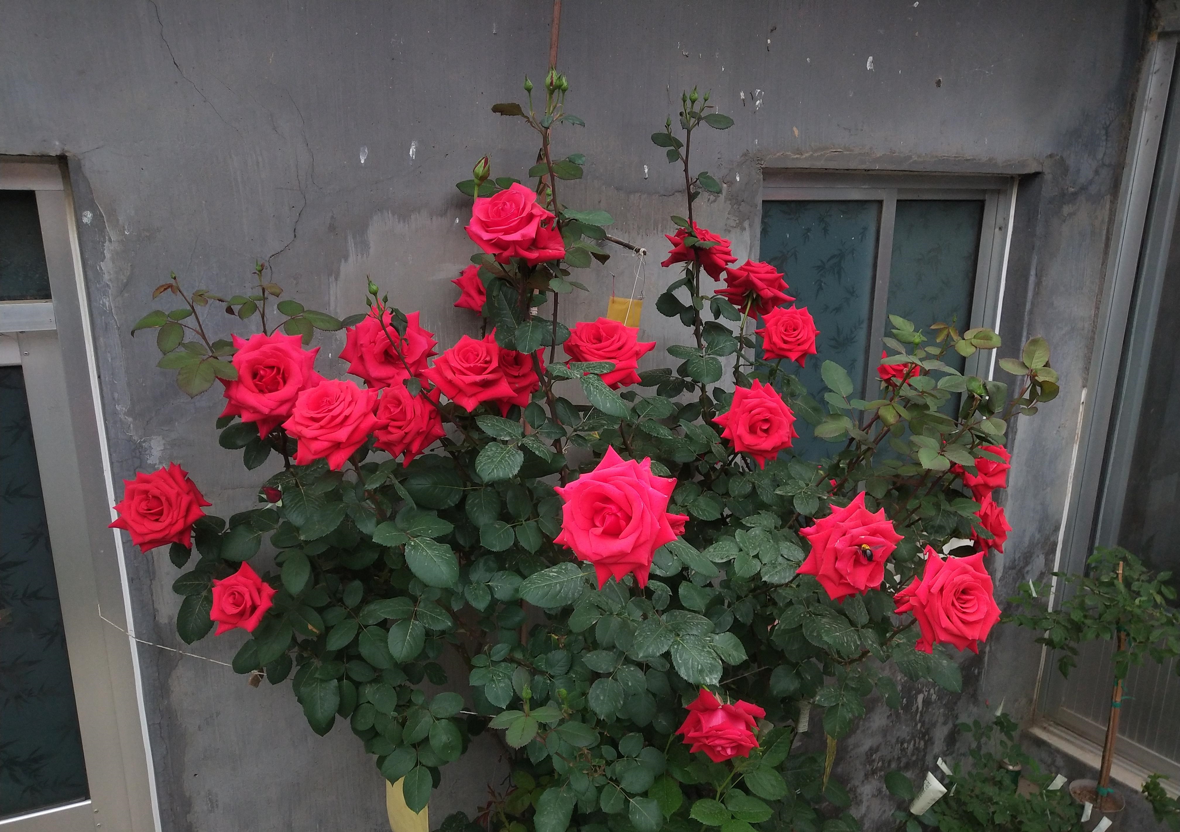 的传统名花,深受花友欢迎,来给大家介绍一款"巨无霸"品种——亚克力红