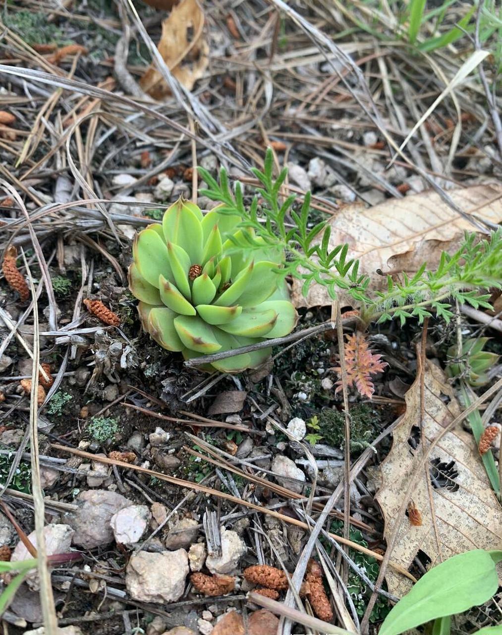 瓦松【景天科】 我国独有的多肉品种瓦松,生长在岩石缝隙中,碎石块