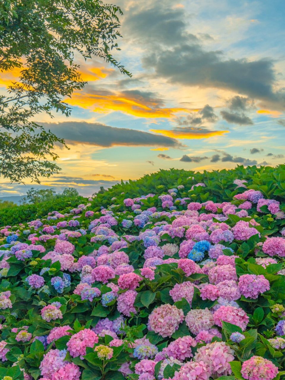 云南的浪漫,鲜花94天空94各占一半  昆明最大的绣球花海竟然藏在