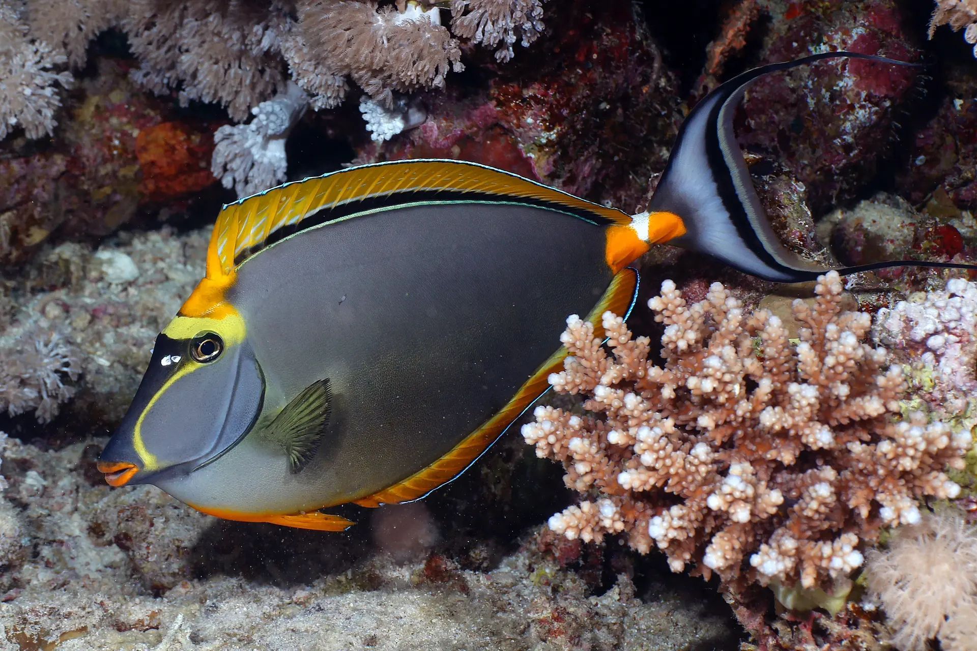 美丽鼻鱼|尾柄上有螺旋桨的鱼  01 学名:naso elegans  01 别名