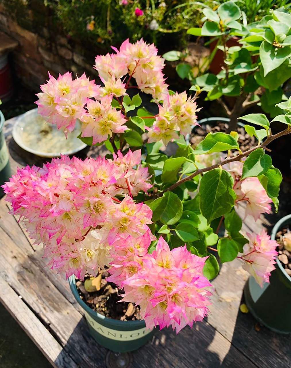 这个品种名叫"怡锦",别名"西施",就是一款非常漂亮的重瓣三角梅,其