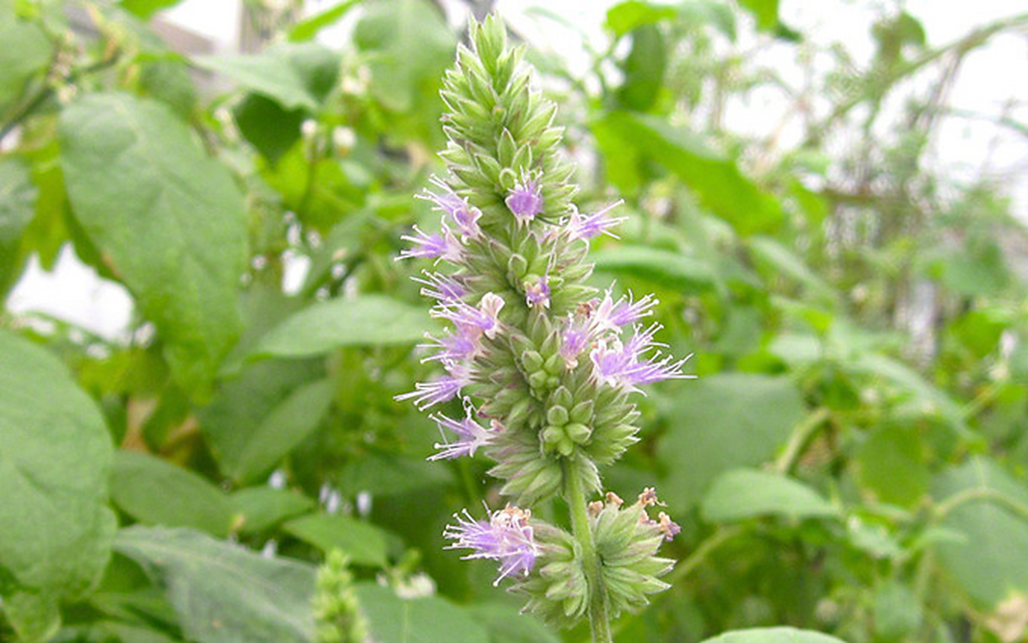 广藿香配上猪身上一物,可治二阳导致的嗅觉味觉失灵  二阳后,许多患者