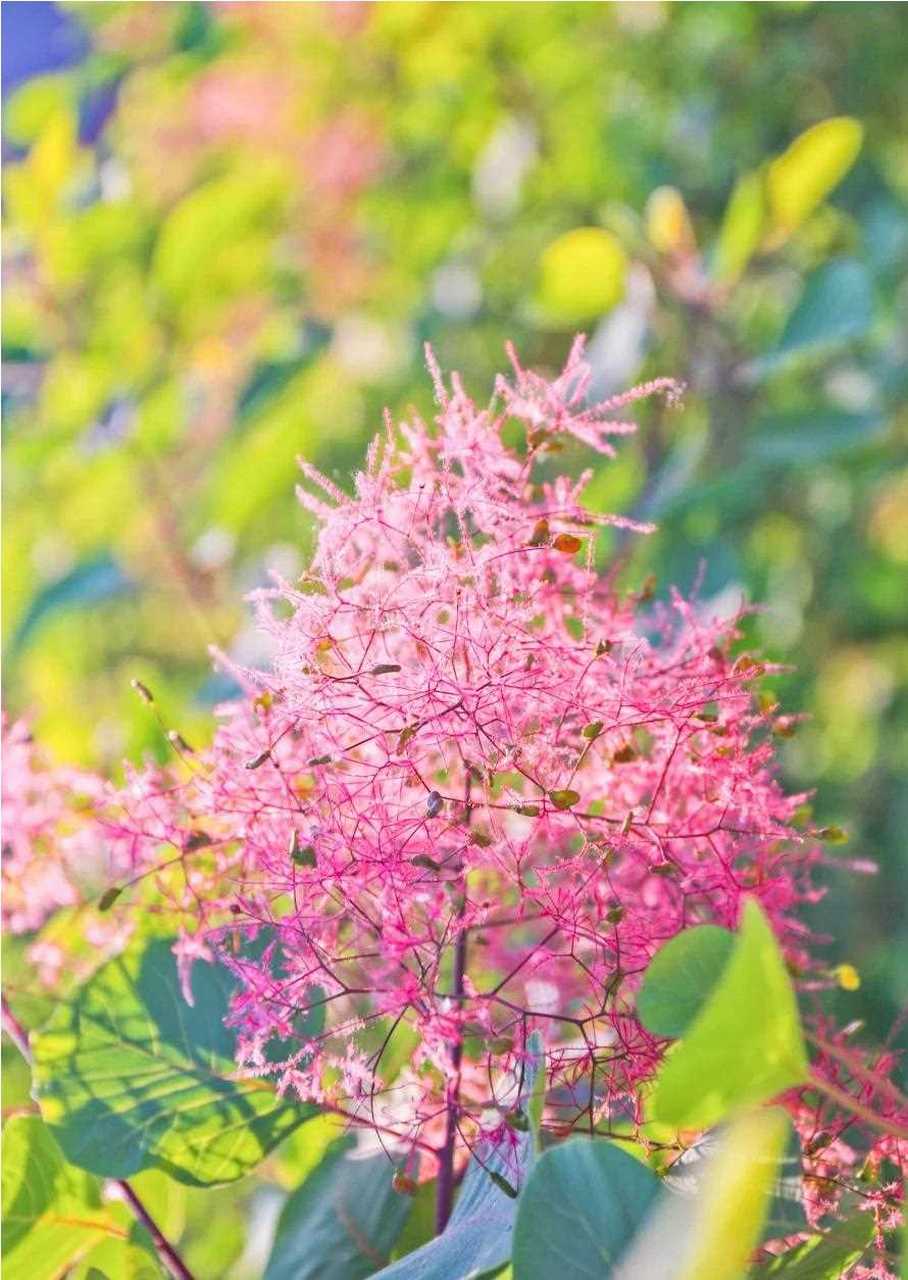 [加油啊] 坡峰岭的黄栌花开,是粉色的. 嗯,粉色的,你可好呀号