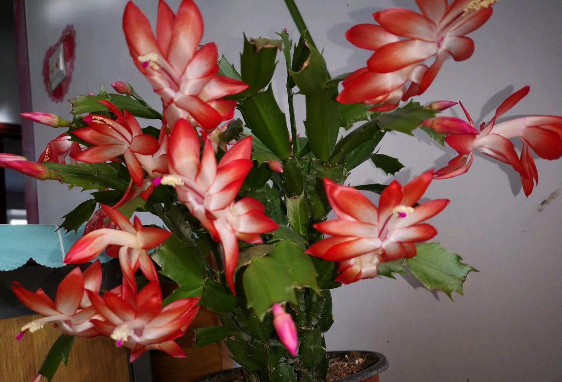 蟹爪兰"爱丽丝"开花的样子[期待]红白相间的花色,在阳光底下闪亮亮的