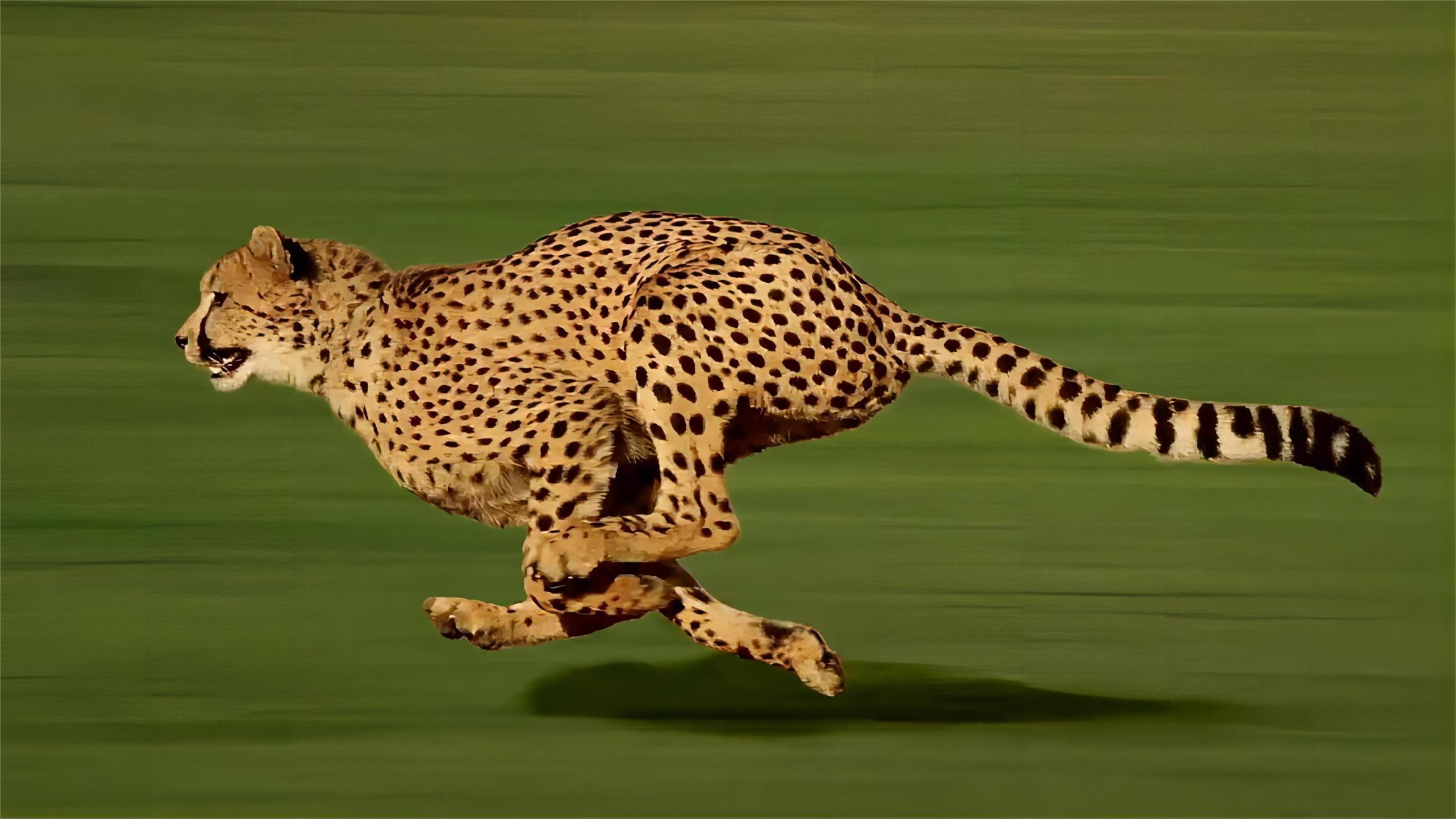 跑得最快的动物图片