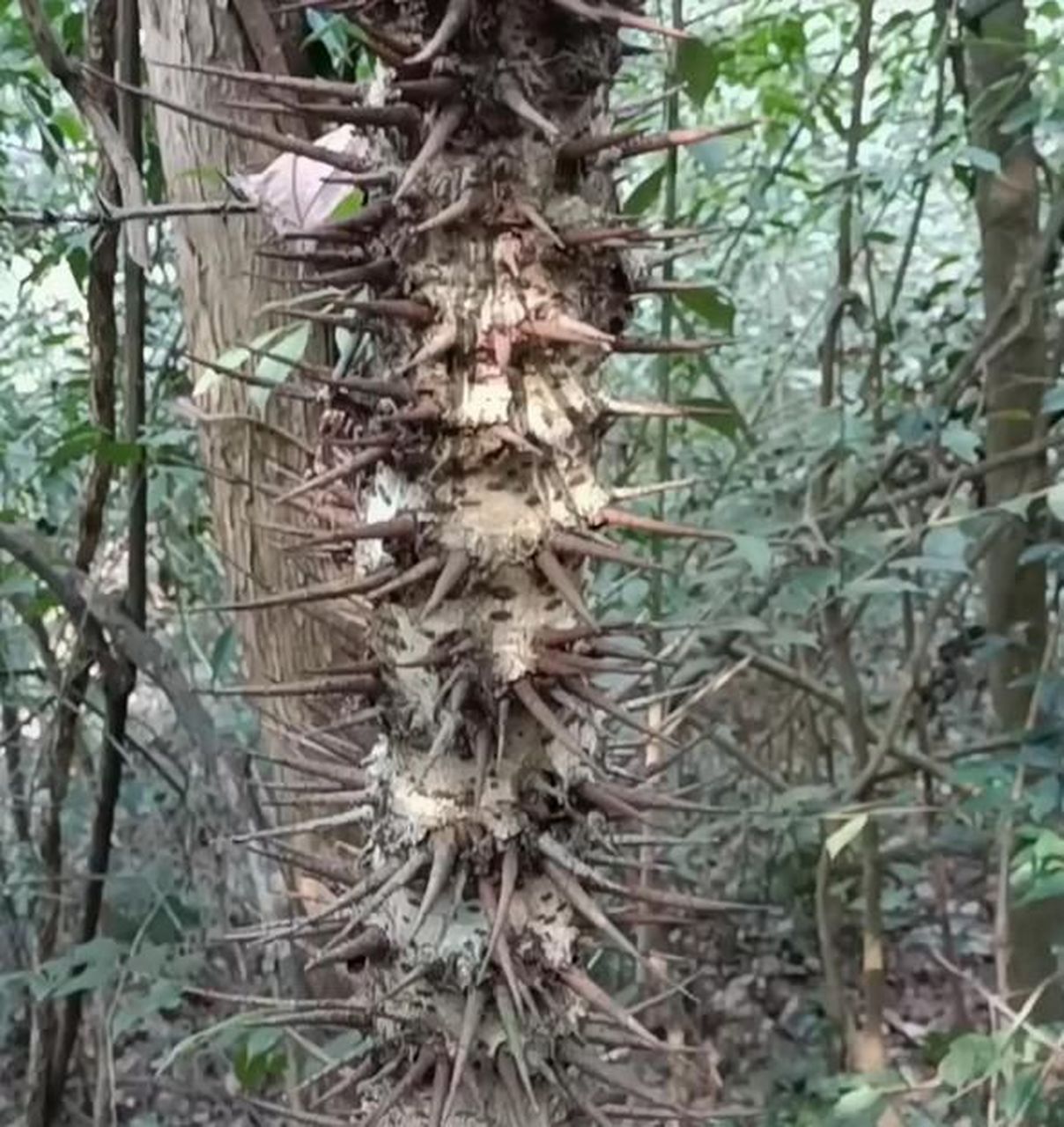 一棵长满刺的树,它是怕有人靠近它吗?