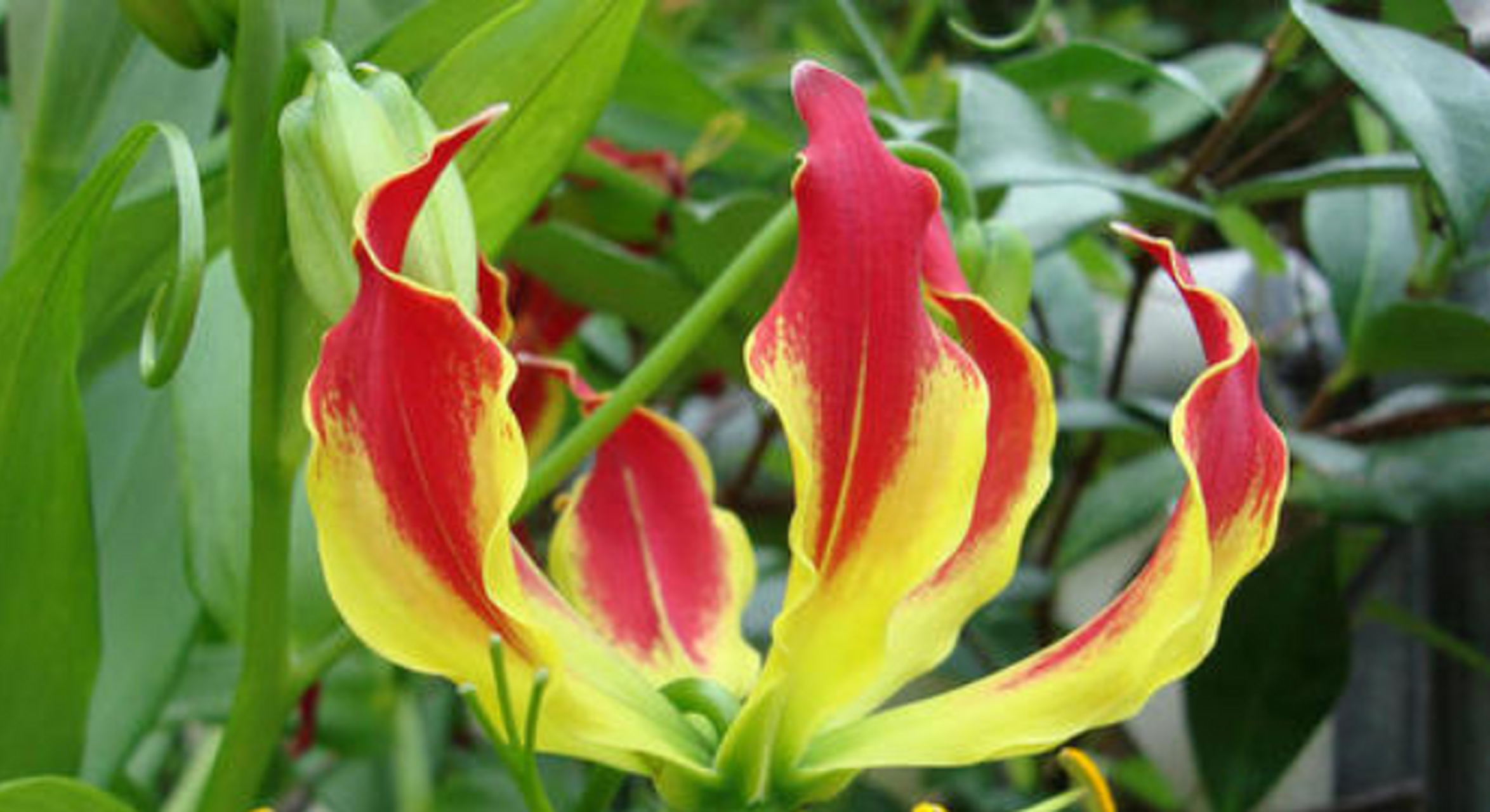 嘉兰是百合花中极具观赏性的一种花,造型特殊的嘉兰百合,花形看似一团