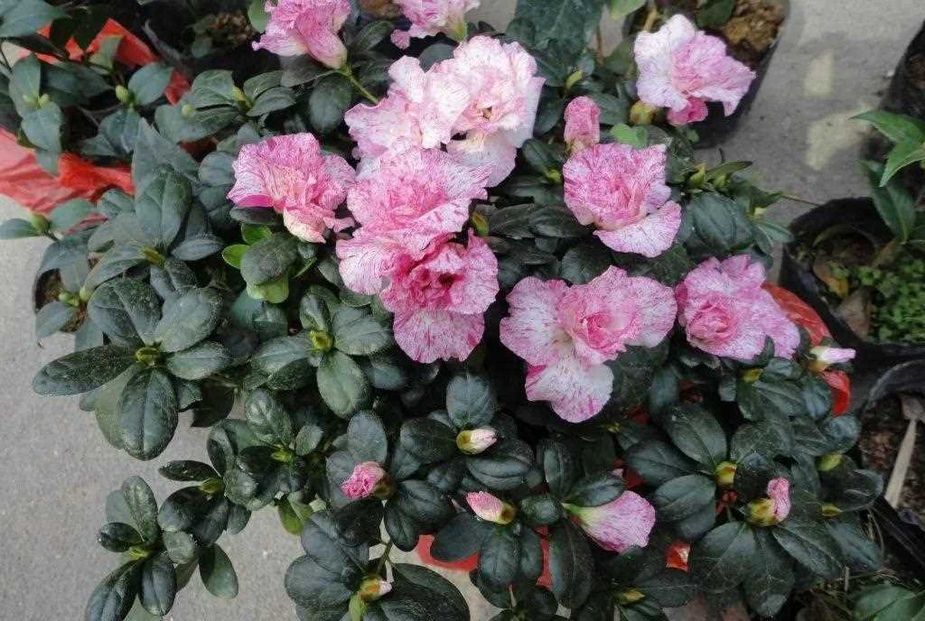 西洋杜鹃又叫比利时杜鹃,它是由西方利用很多种的杜鹃花杂交而来的