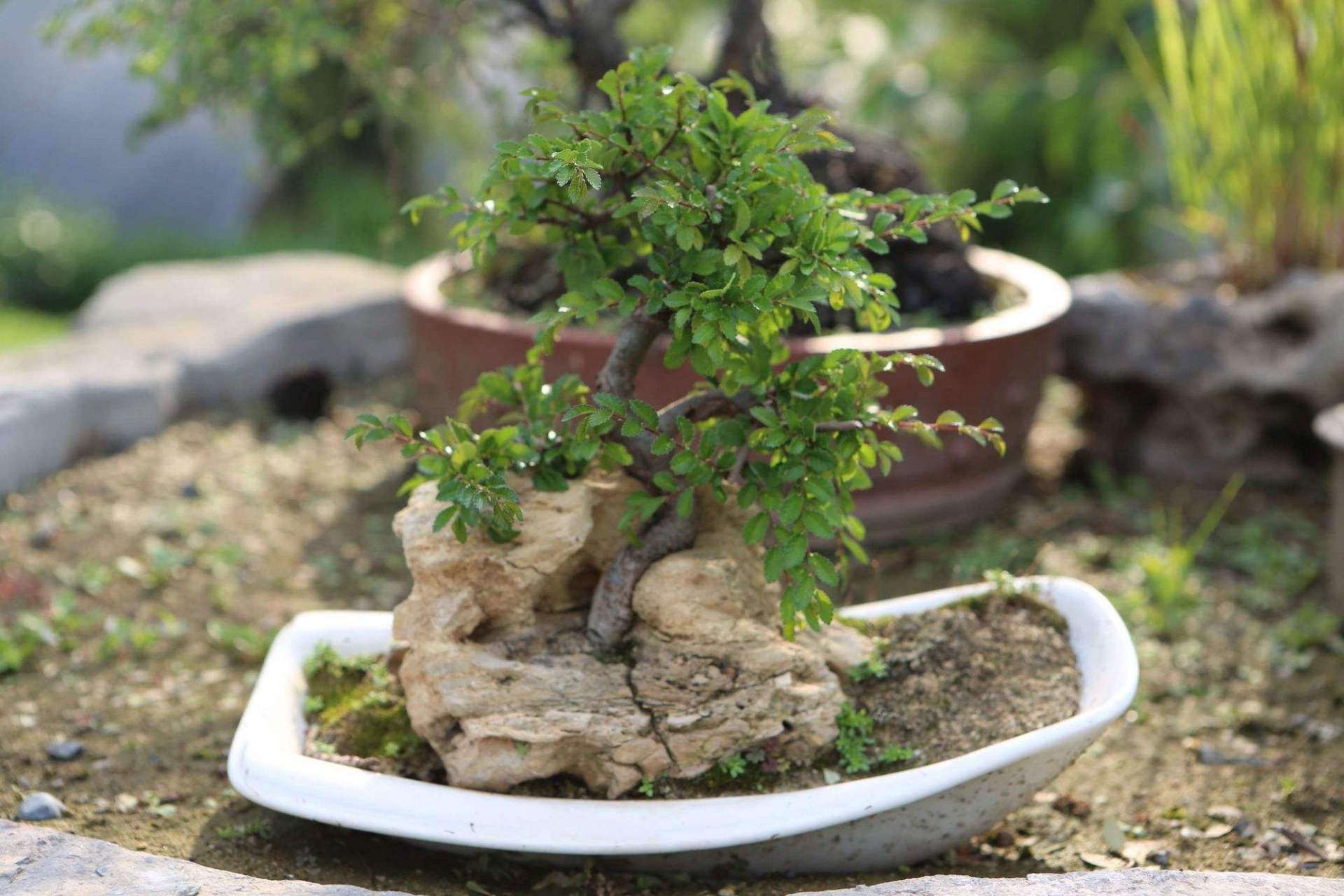 要想让榆树盆景喝饱水,又不伤害到它的根系,我们要遵循两个口诀:一是"