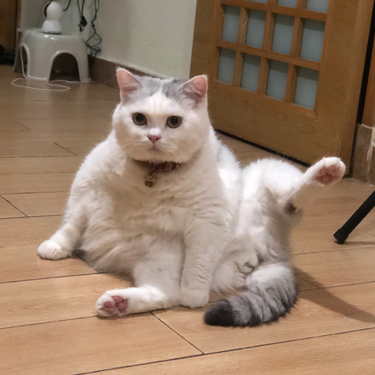 捞妹表示:完全是因为白色显胖