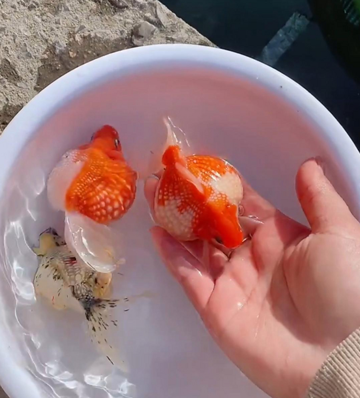 这是珍珠鱼吗?圆圆的,长好像珍珠!