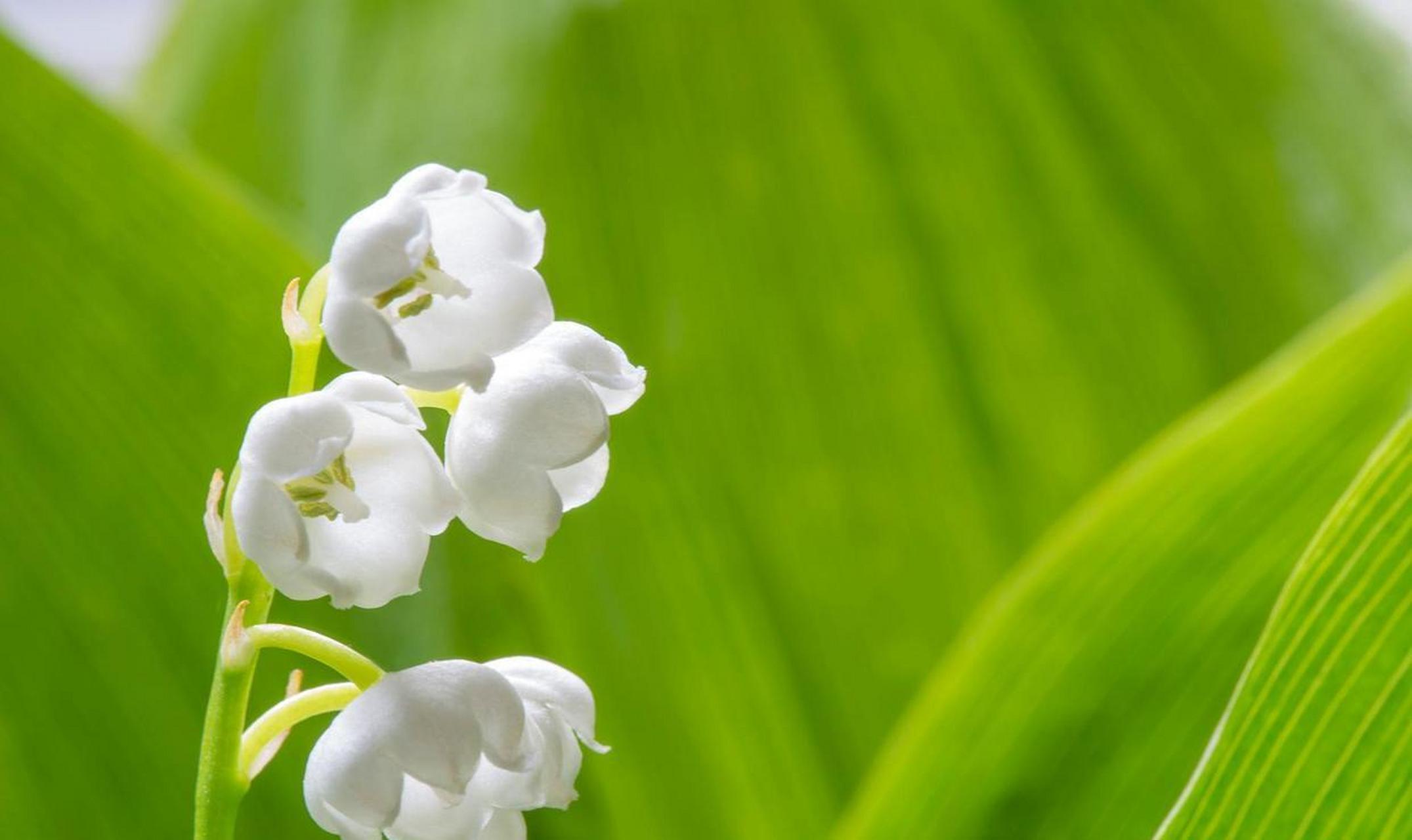 今天给大家分享一种比较美观,别致的花卉,它叫做铃兰花.