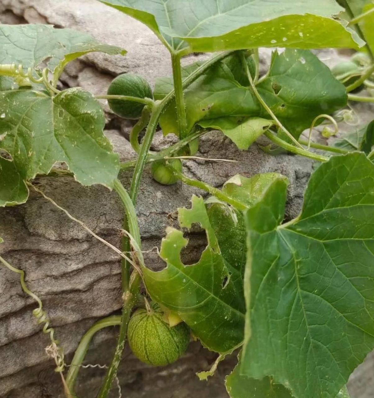 它叫什么名字还记得吗?马包