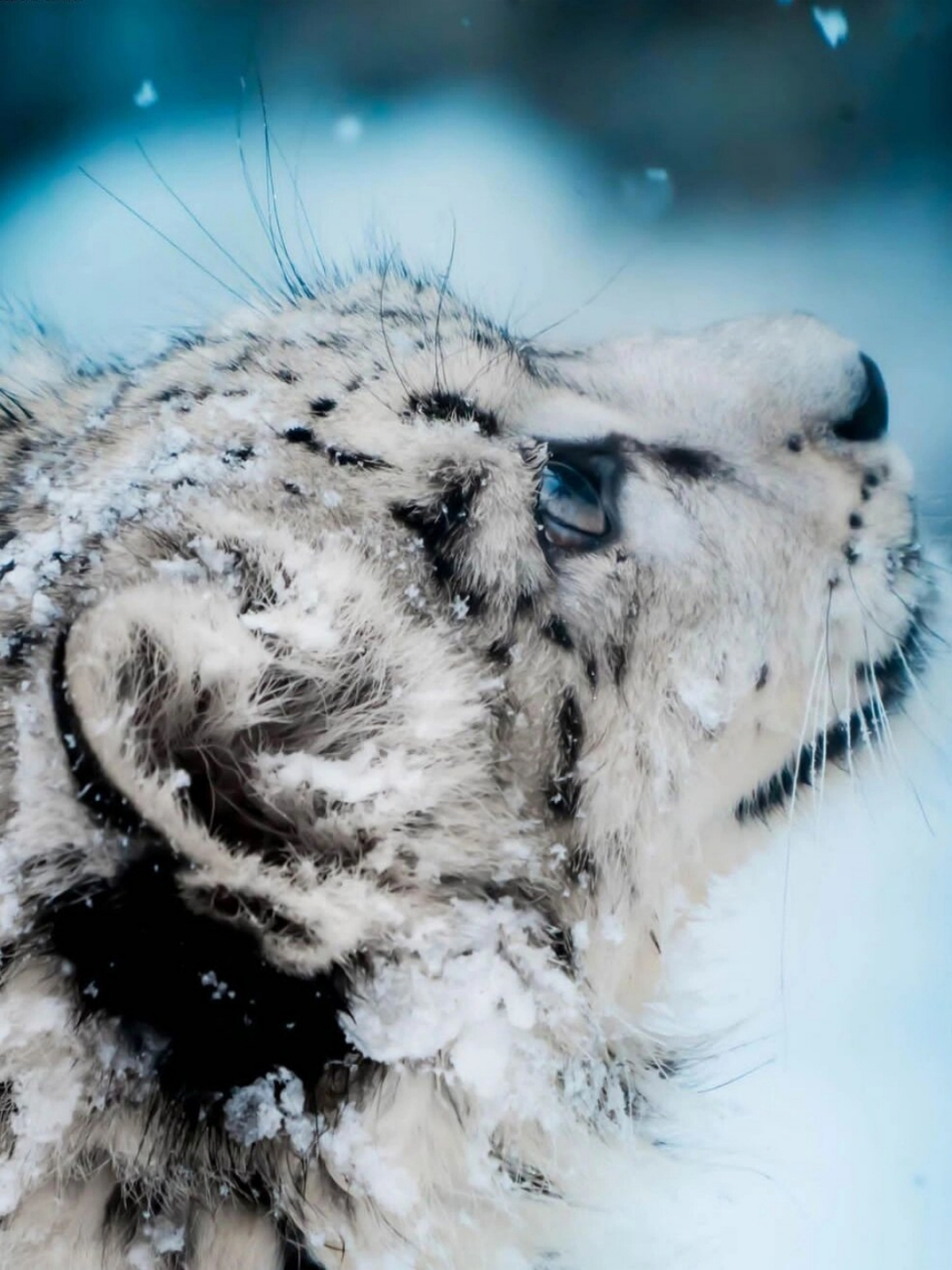 加拿大雪豹猫图片