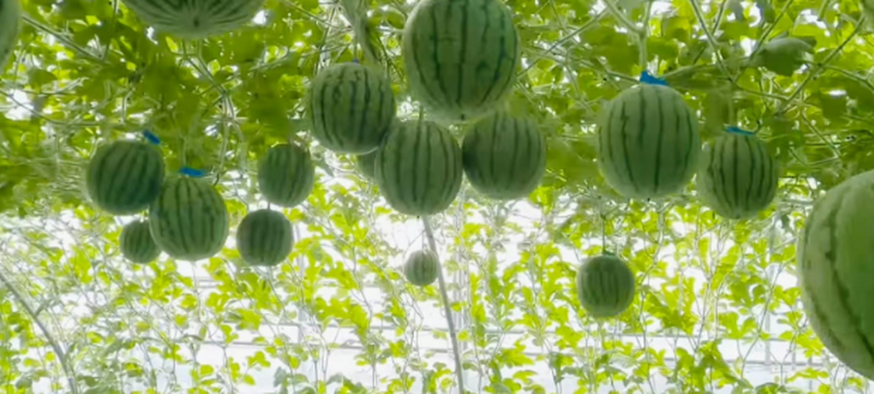 西瓜不应该是长在地上的吗