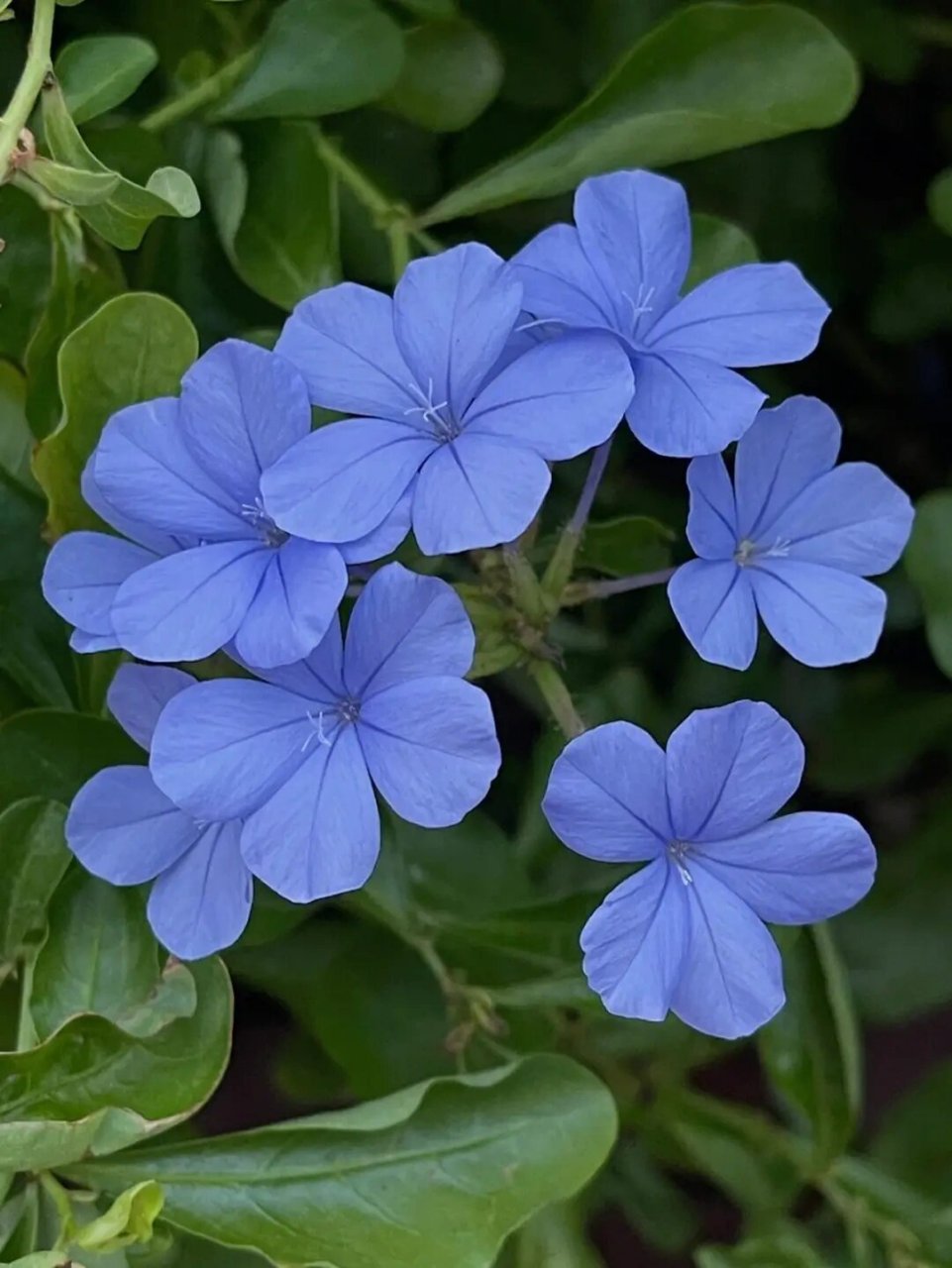 只在盛夏盛开的"蓝色雪花"  蓝雪花,又名蓝花丹或蓝茉莉,是一种常绿小