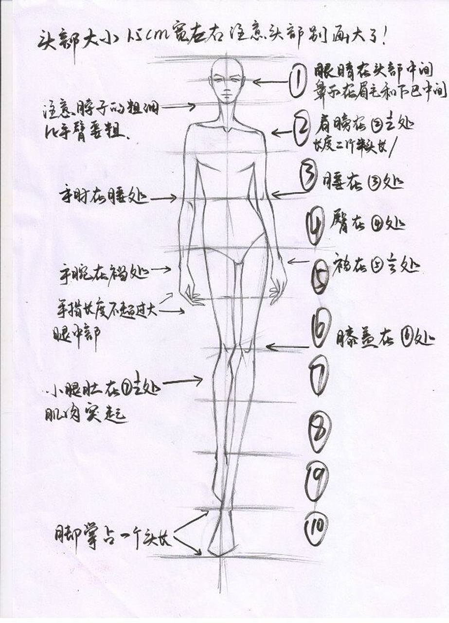 十头身人体比例模特