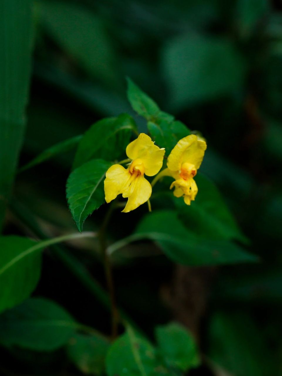 凤仙花季节图片