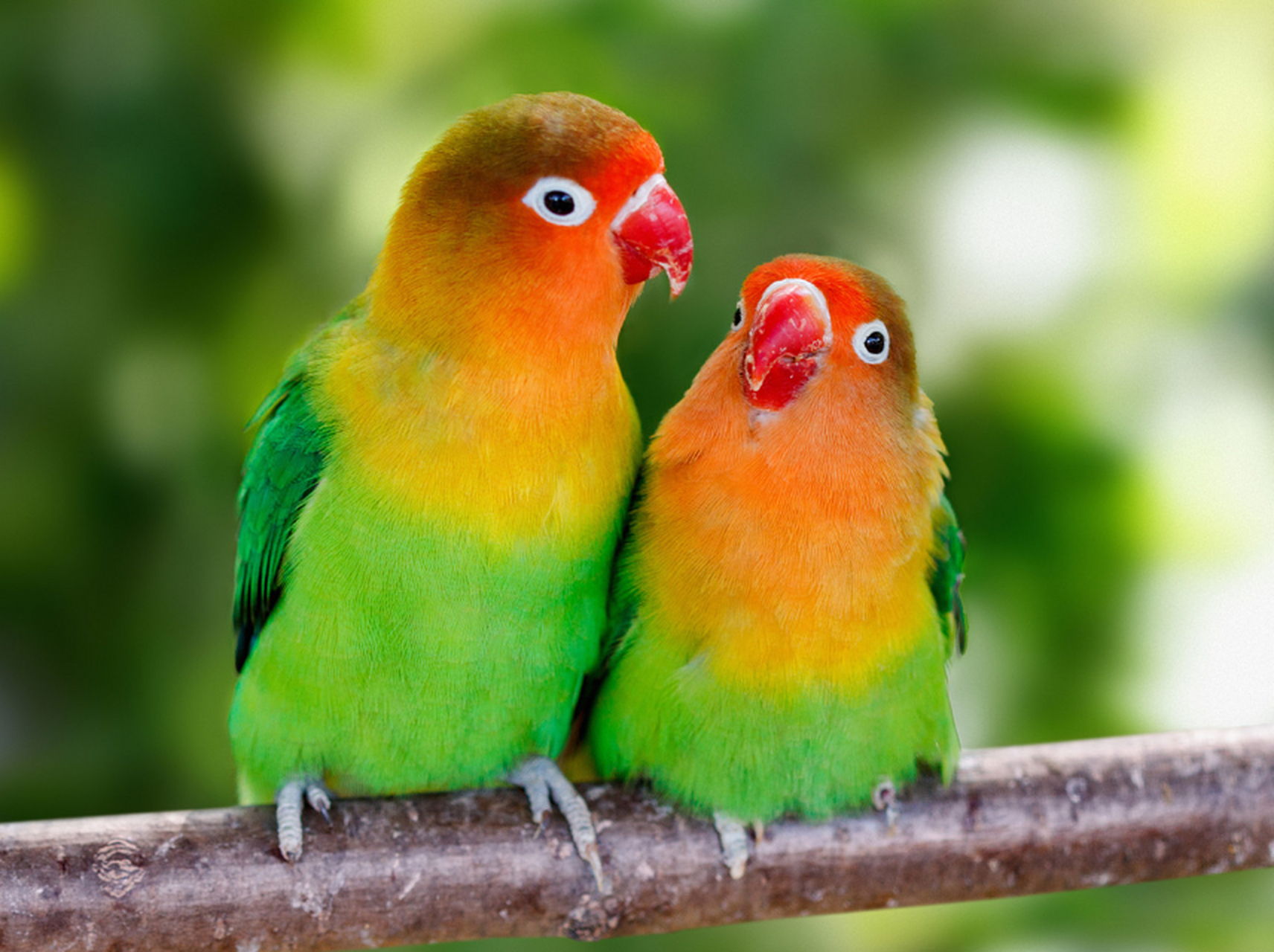 鹦鹉为什么会学人说话?