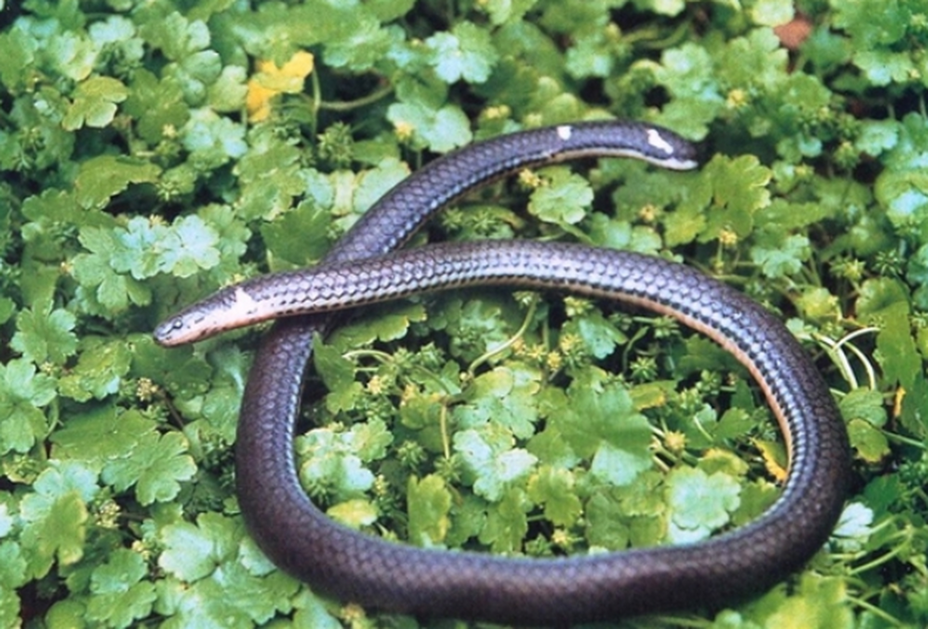 最近,浙江海宁村民在农活时,发现了一种传说中的妖怪.