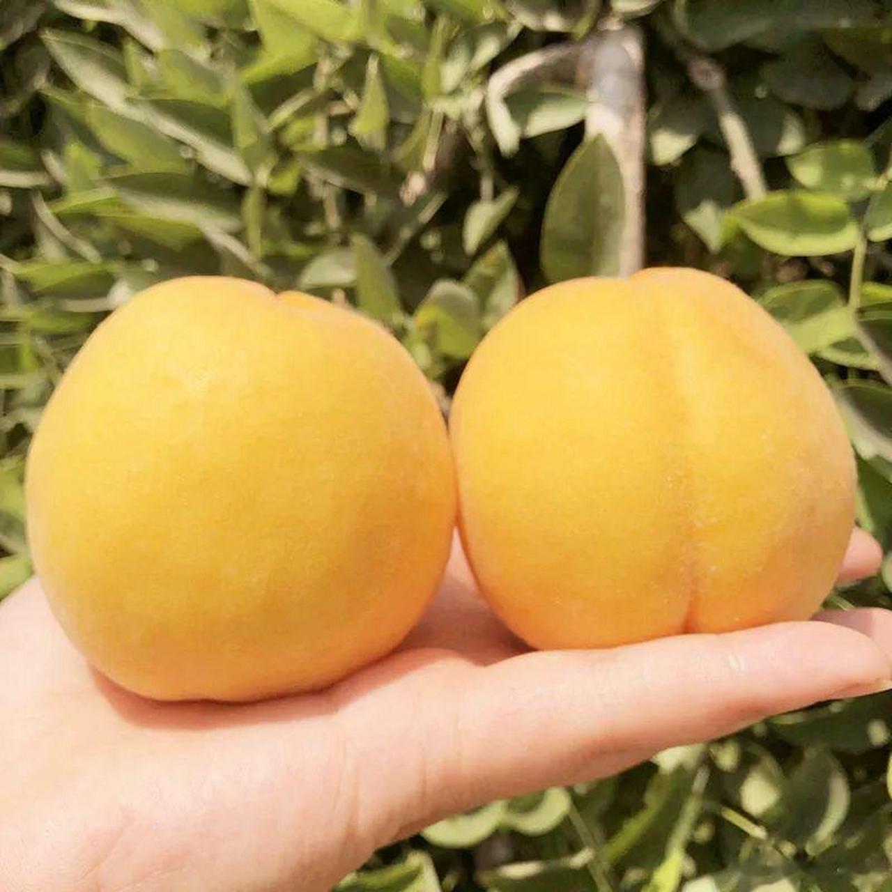 大妈的精选  『山东蒙阴黄金蜜1号 毛桃 黄毛桃 收到硬放软可扒皮吃