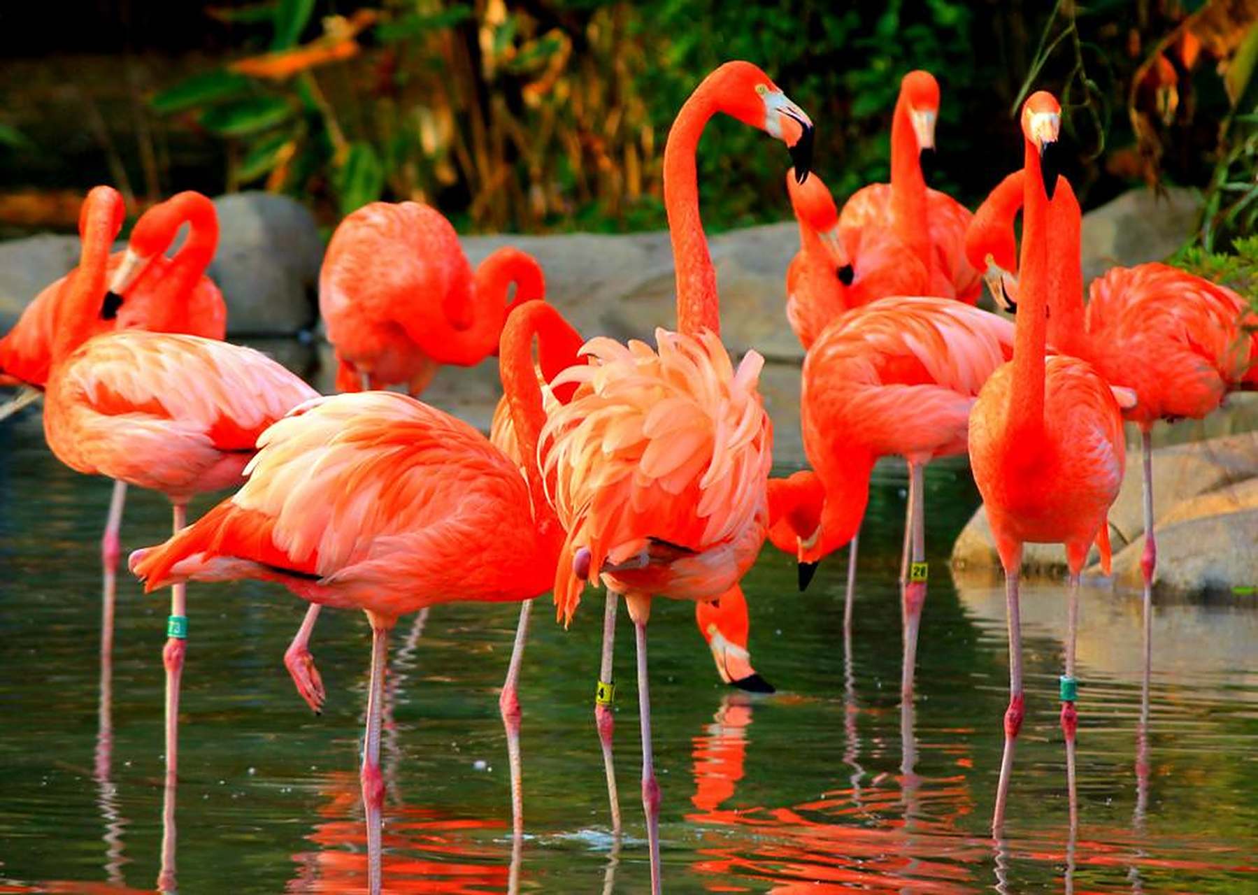 成年后才会呈现粉色或红色,这是因为火烈鸟羽毛的颜色和它们的饮食有