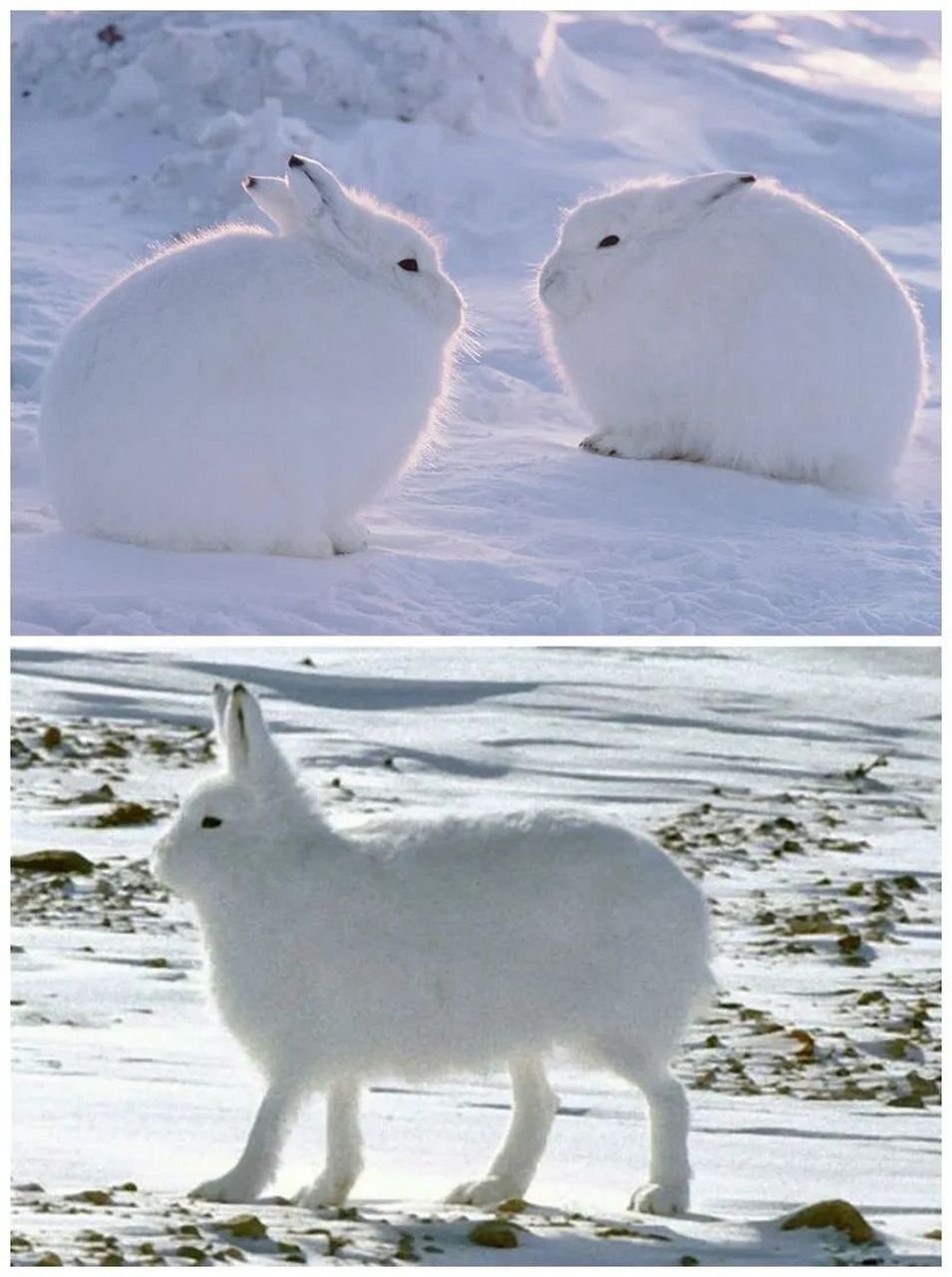 北极兔——大长腿兔女郎 (学名: lepus arcticus)不站起来就是萌萌哒,