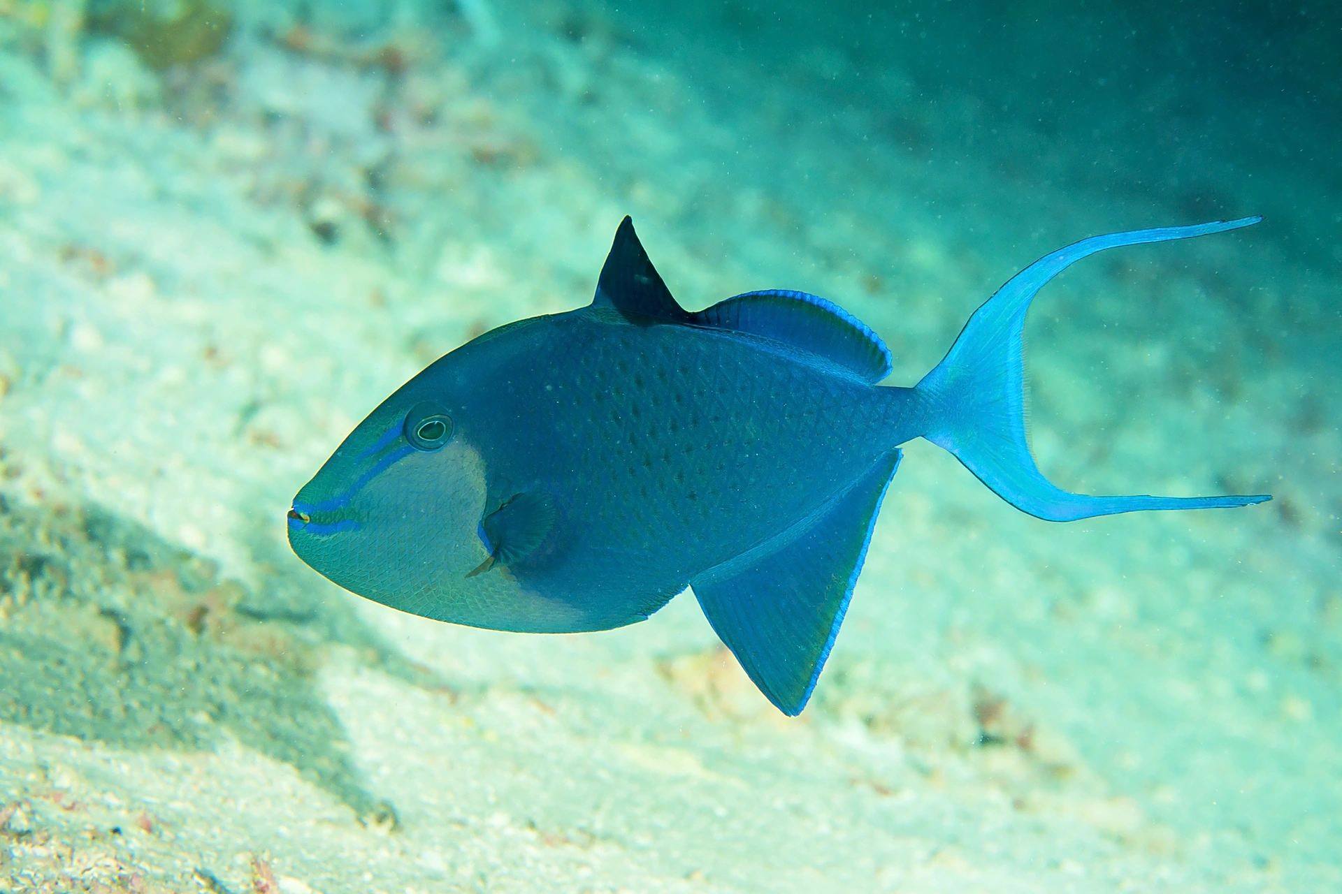 魔鬼炮弹鱼|长了一口红牙  97 学名:odonus nig